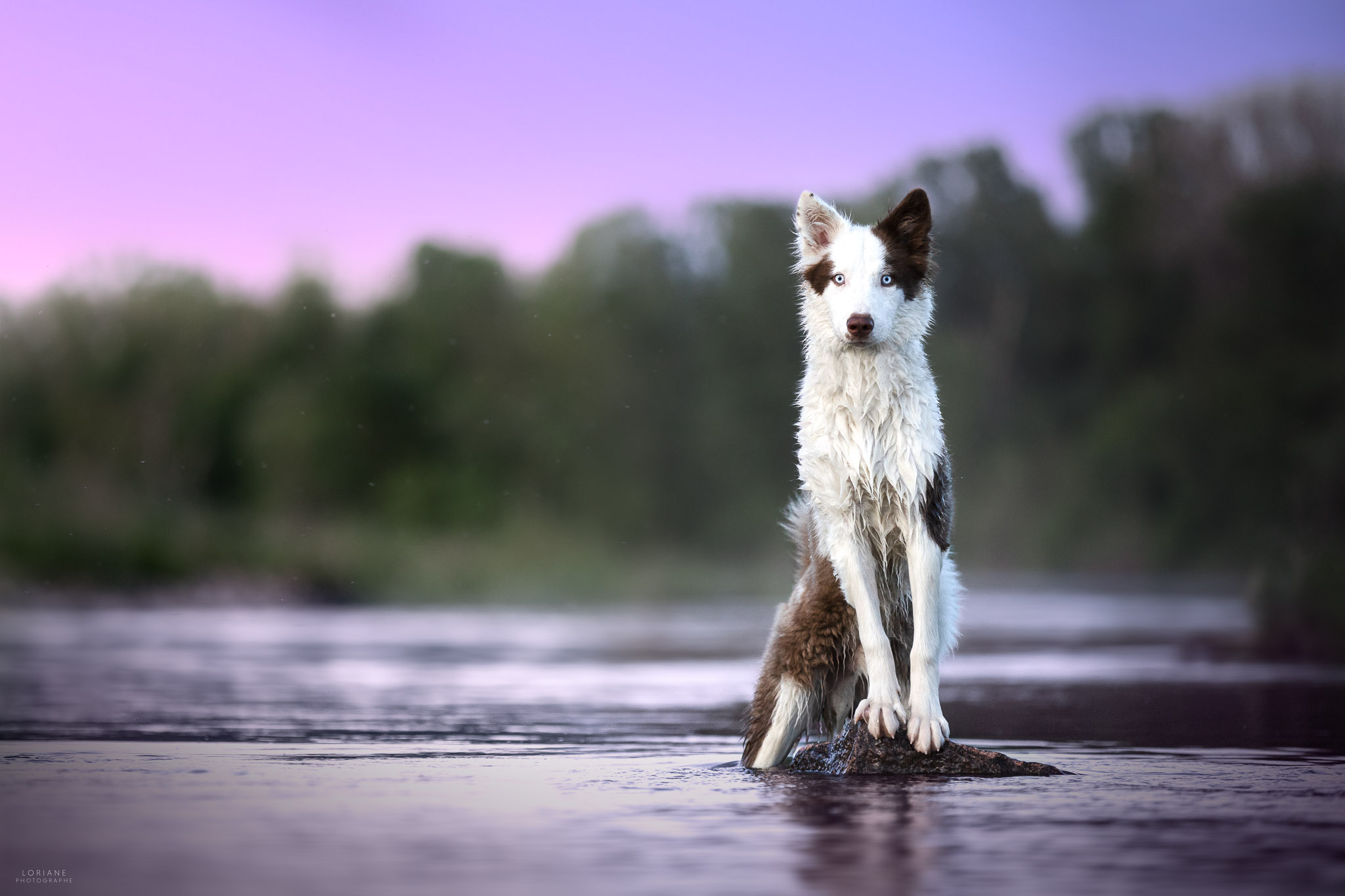 photo laika de iakoutie