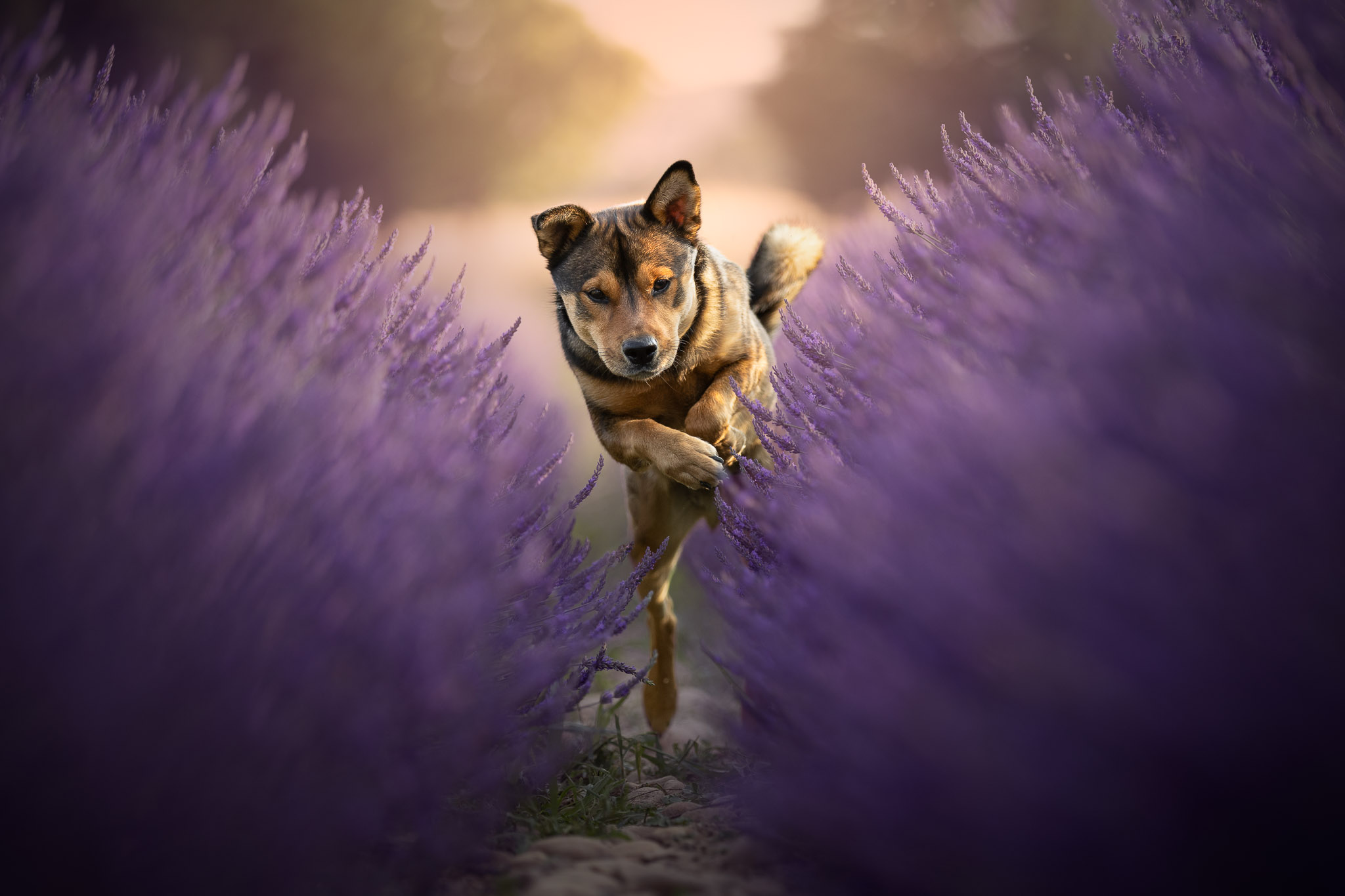 photo rottweiler croisé shiba inu