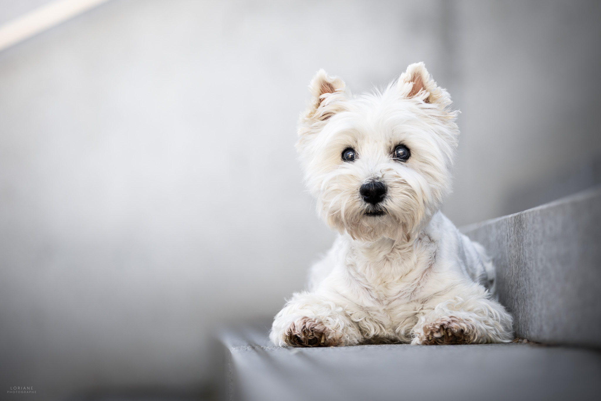 Photo westie