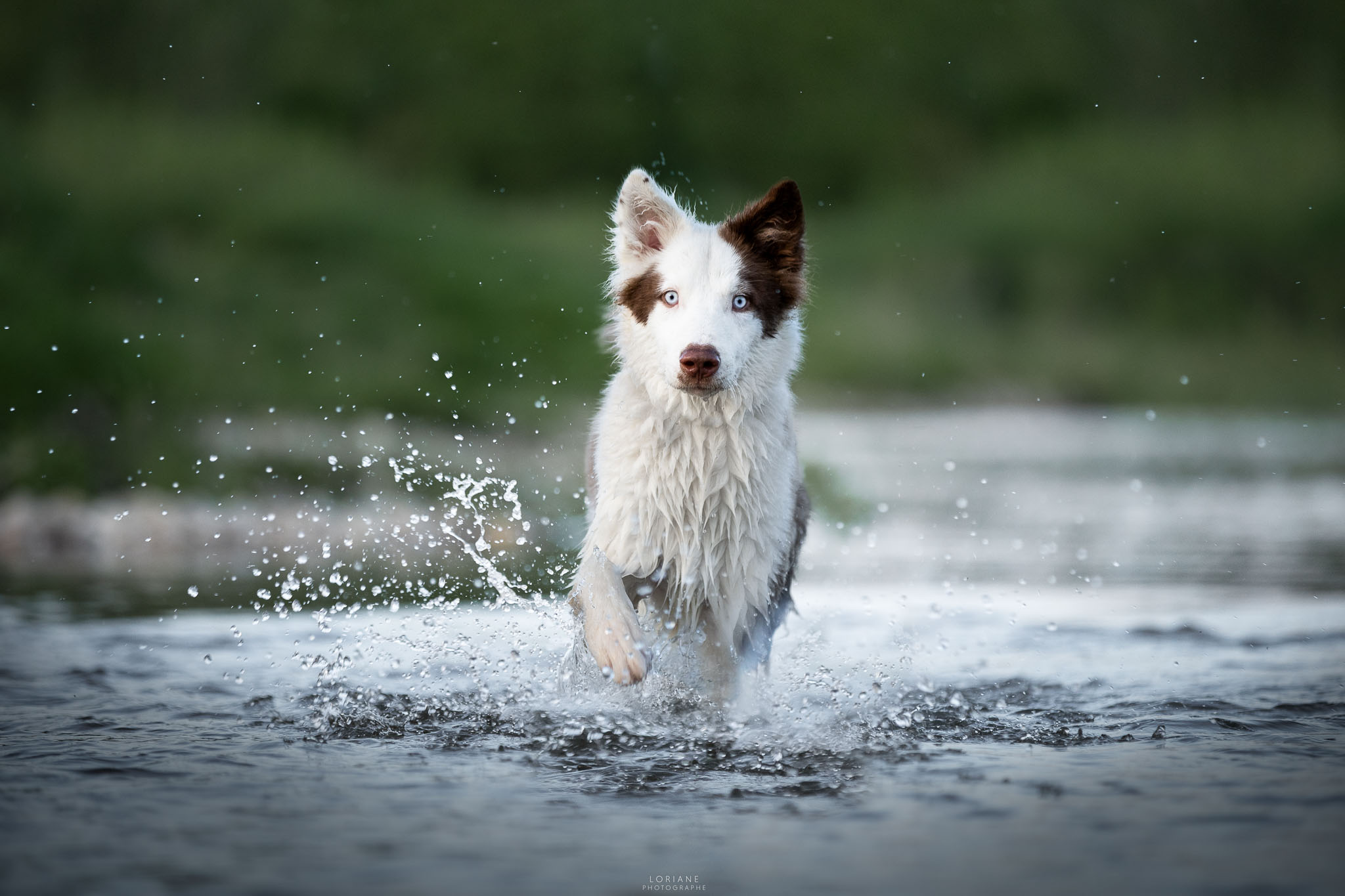 Photo laika de iakoutie