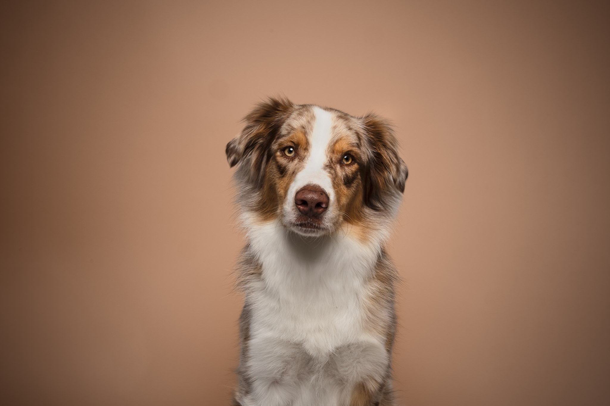 berger australien studio photo