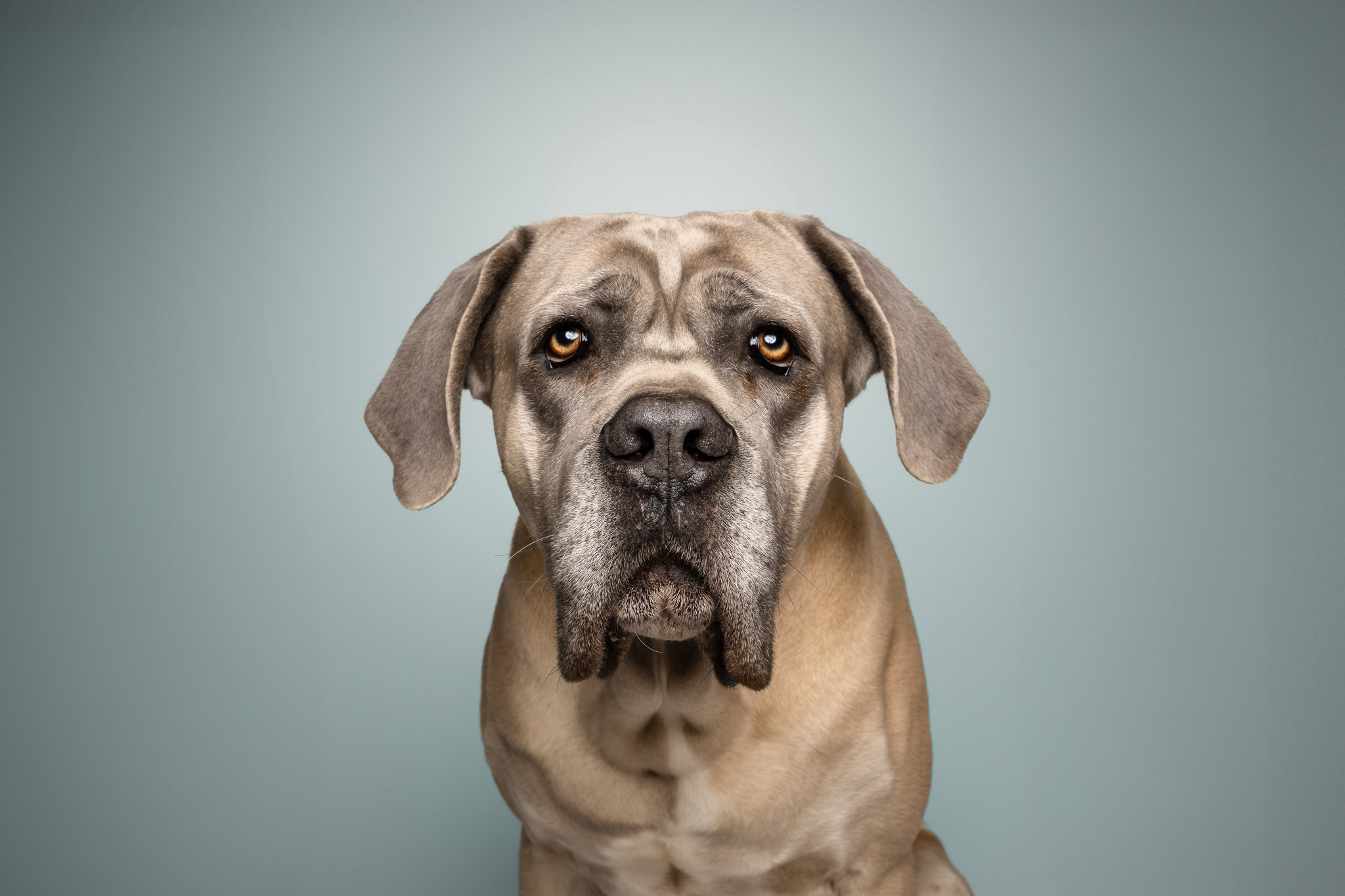 cane corso seance photo