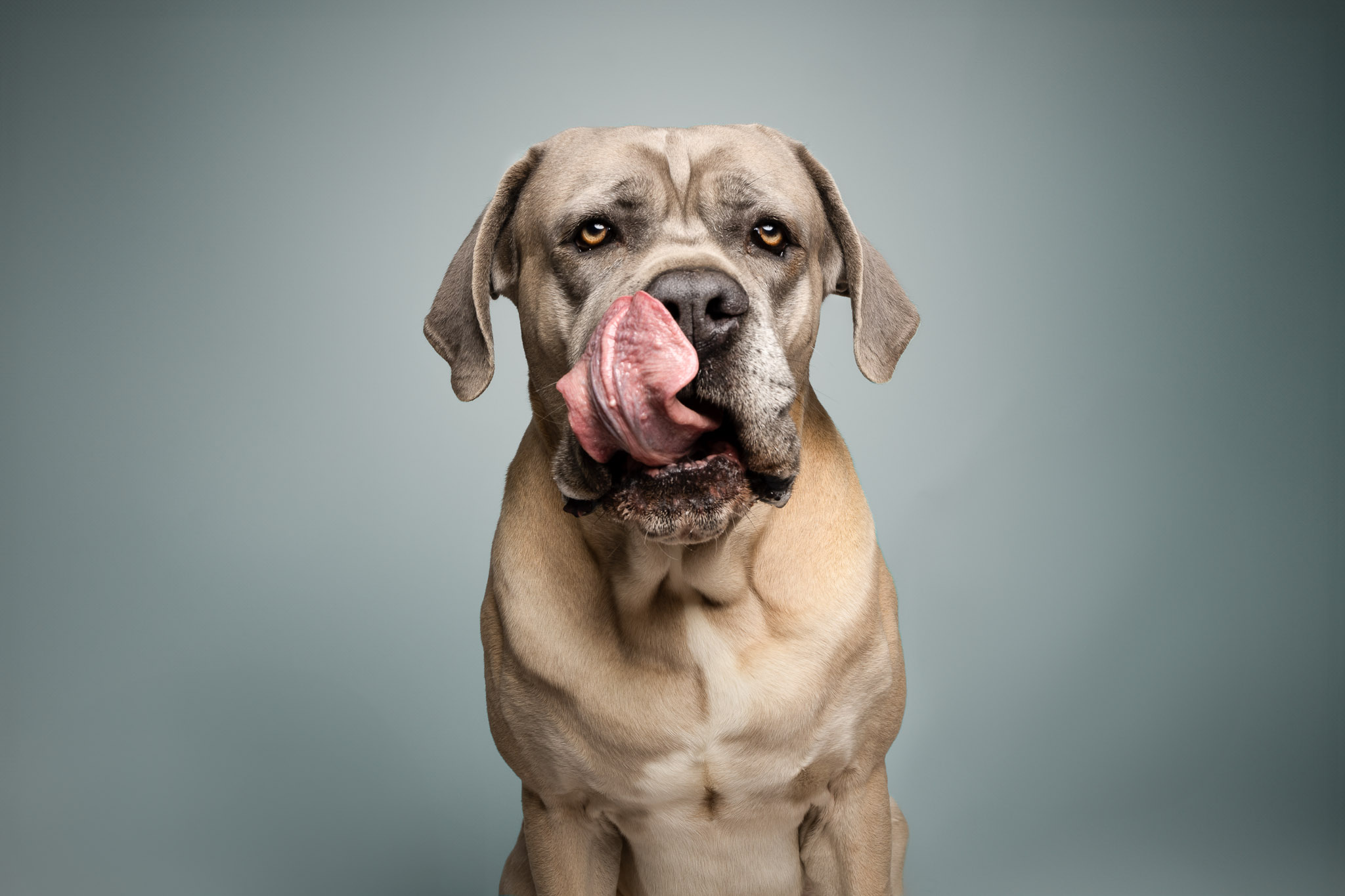seance studio cane corso