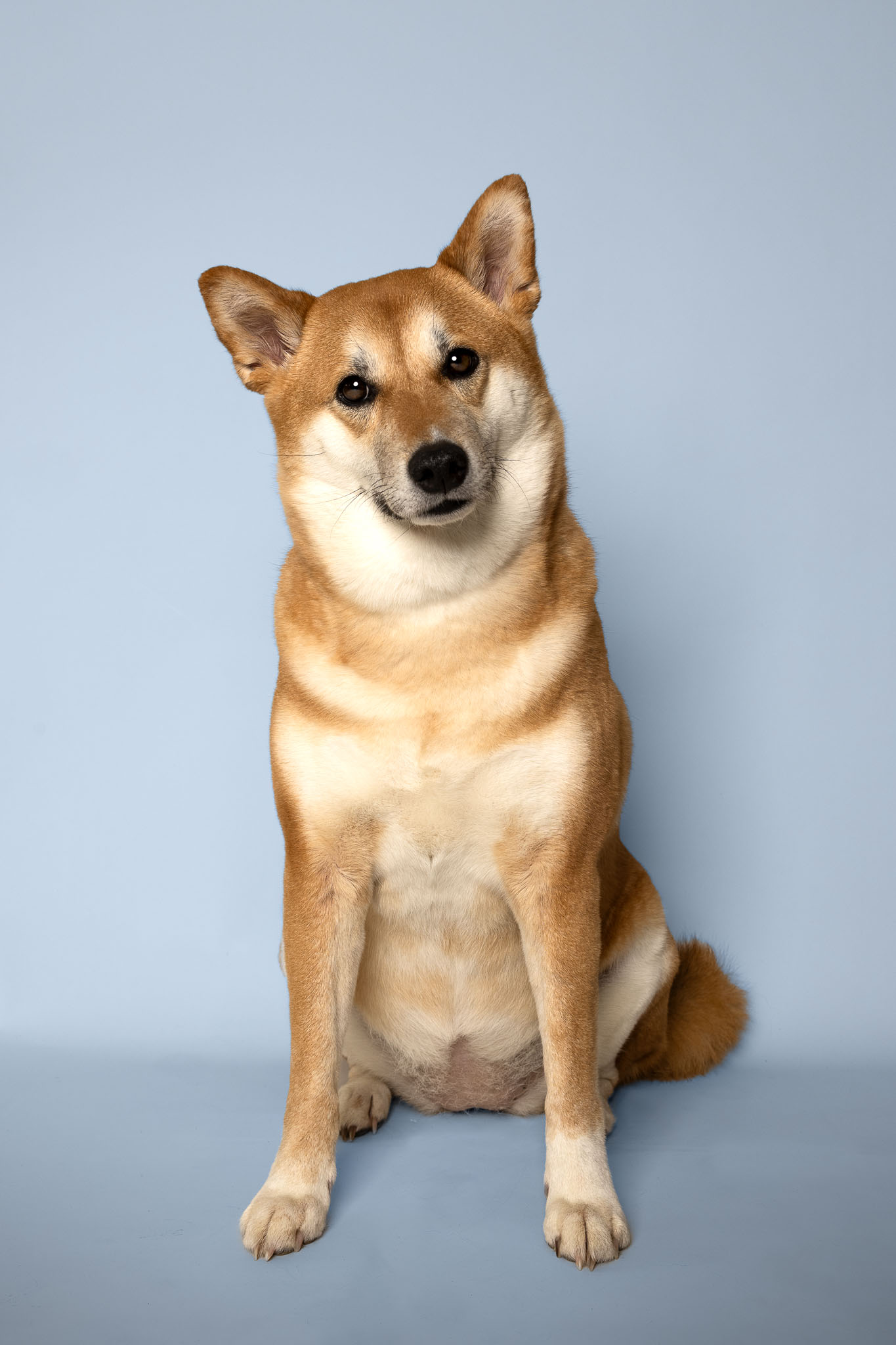 seance photo shiba inu