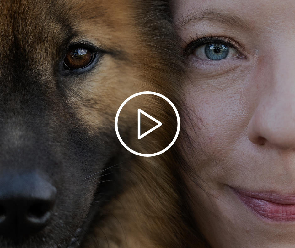 Vidéo Eurasier