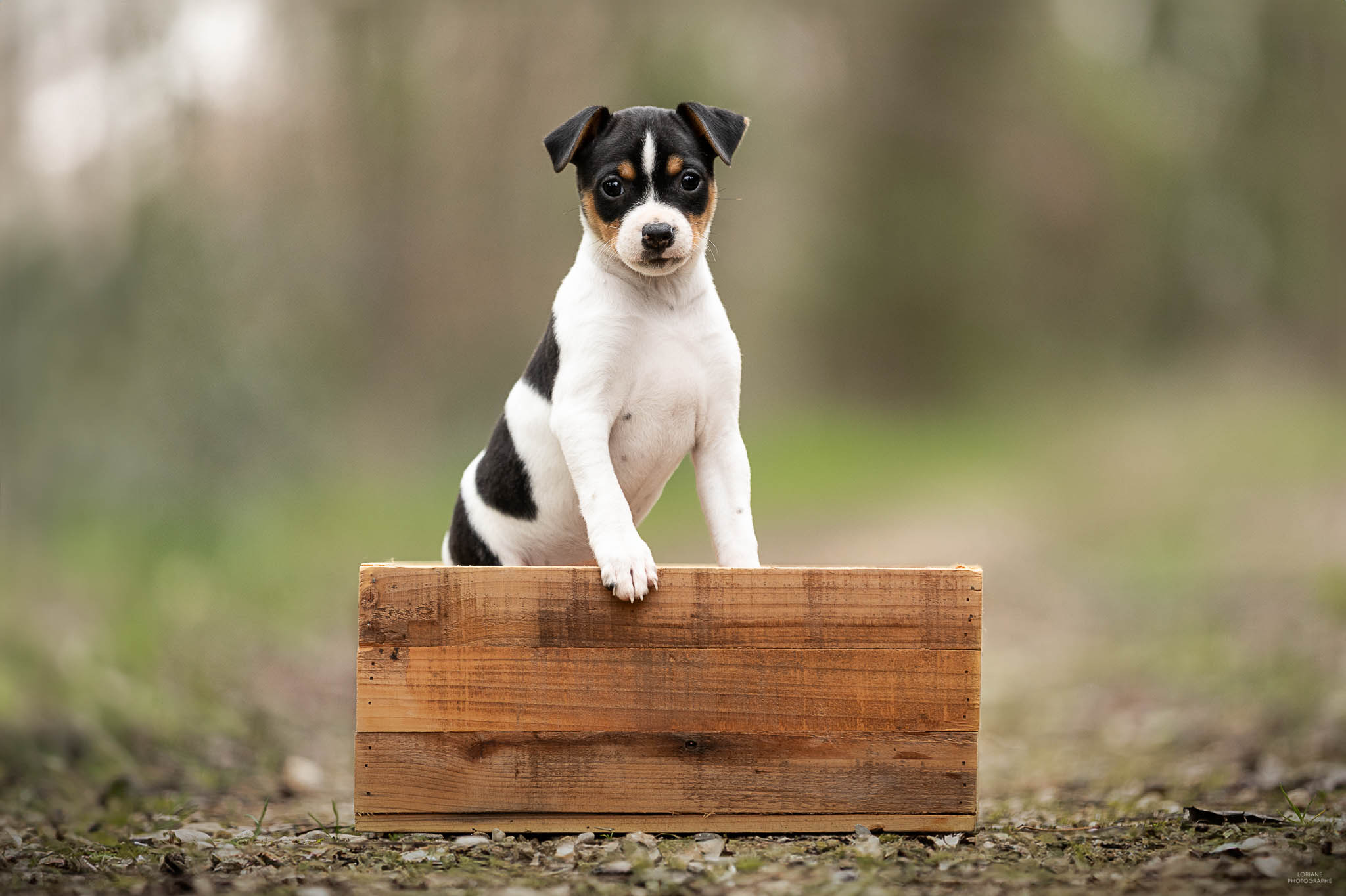 photo chiot terrier brésilien