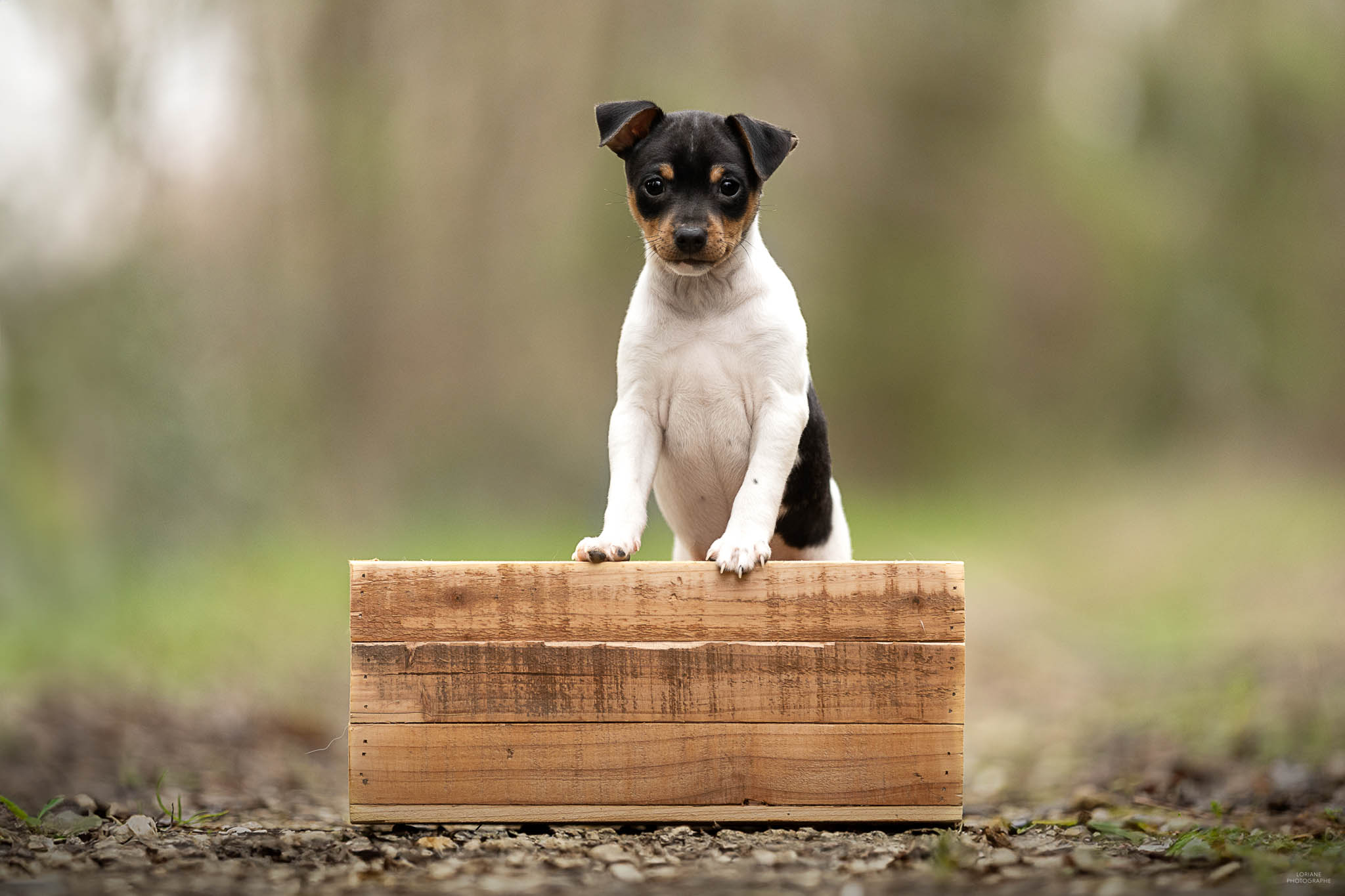 photo chiot terrier brésilien