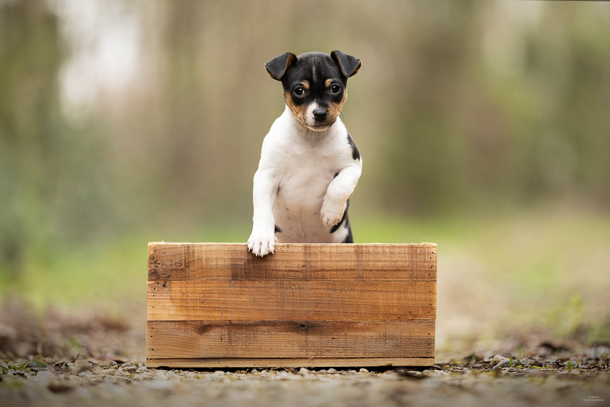 photo chiot terrier brésilien