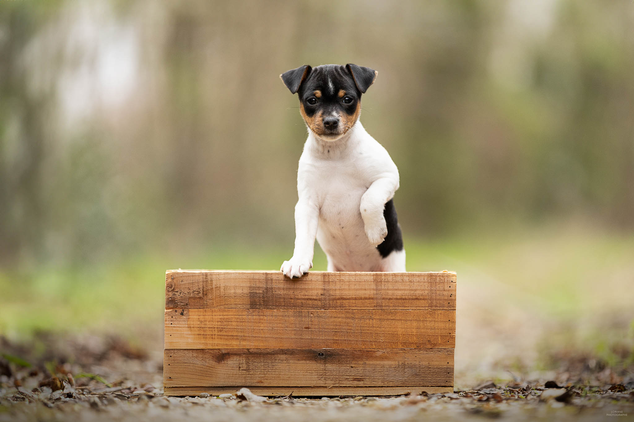 photo chiot terrier brésilien