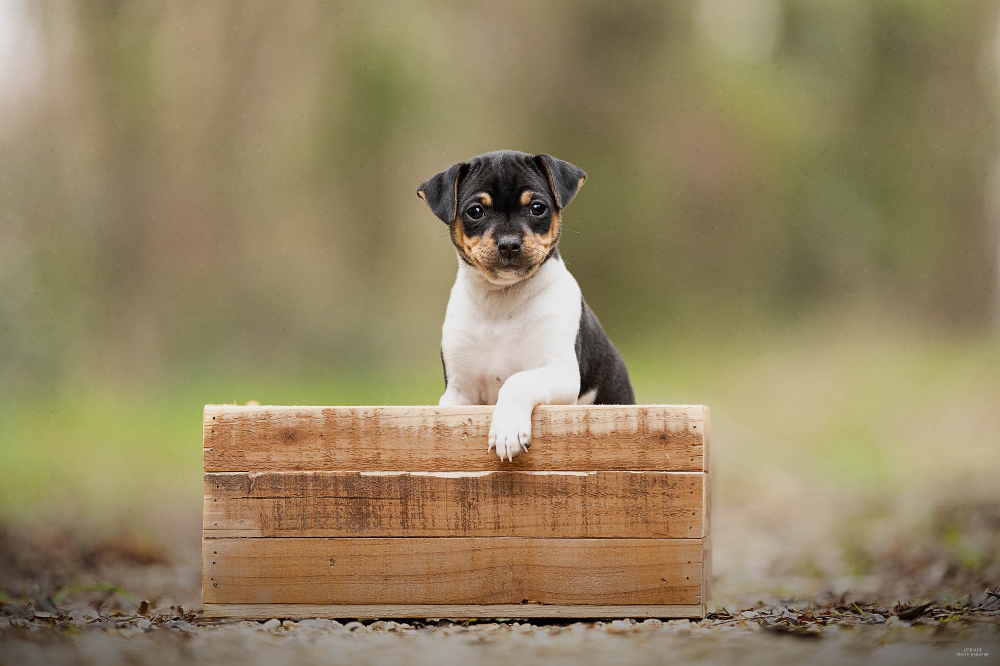 photo chiot terrier brésilien