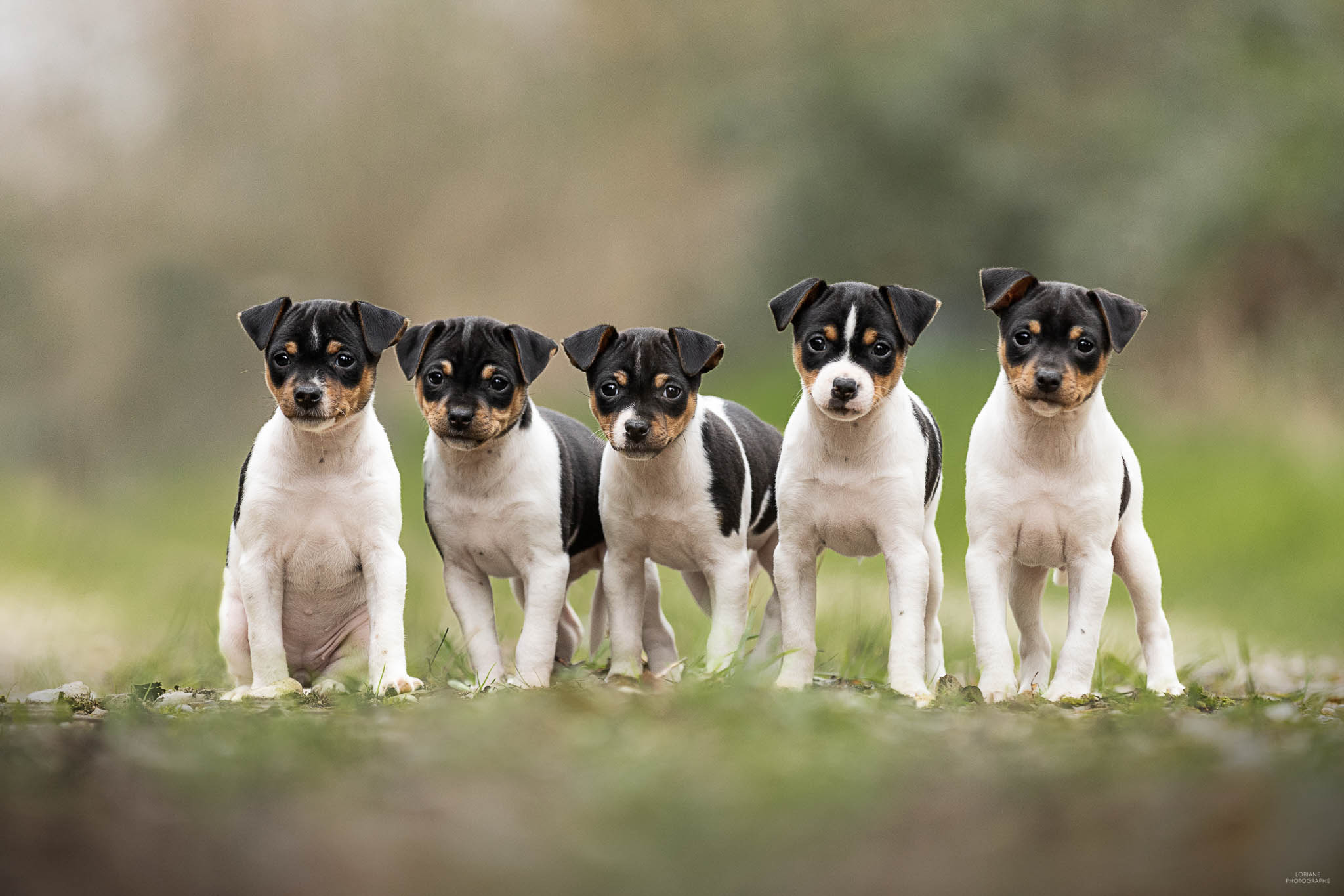 photo chiot terrier brésilien