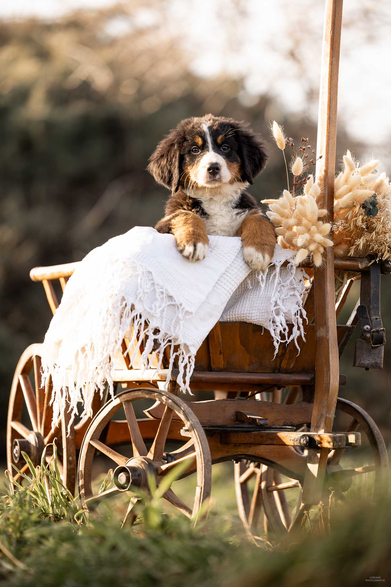 Photo chiot bouvier bernois