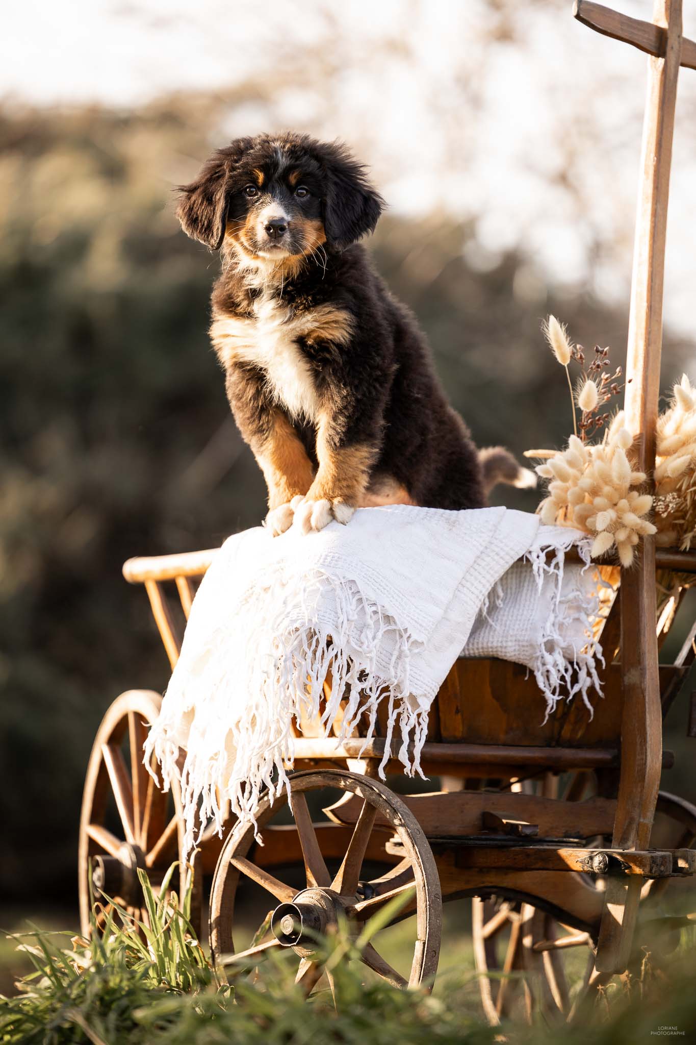 Photo chiot bouvier bernois
