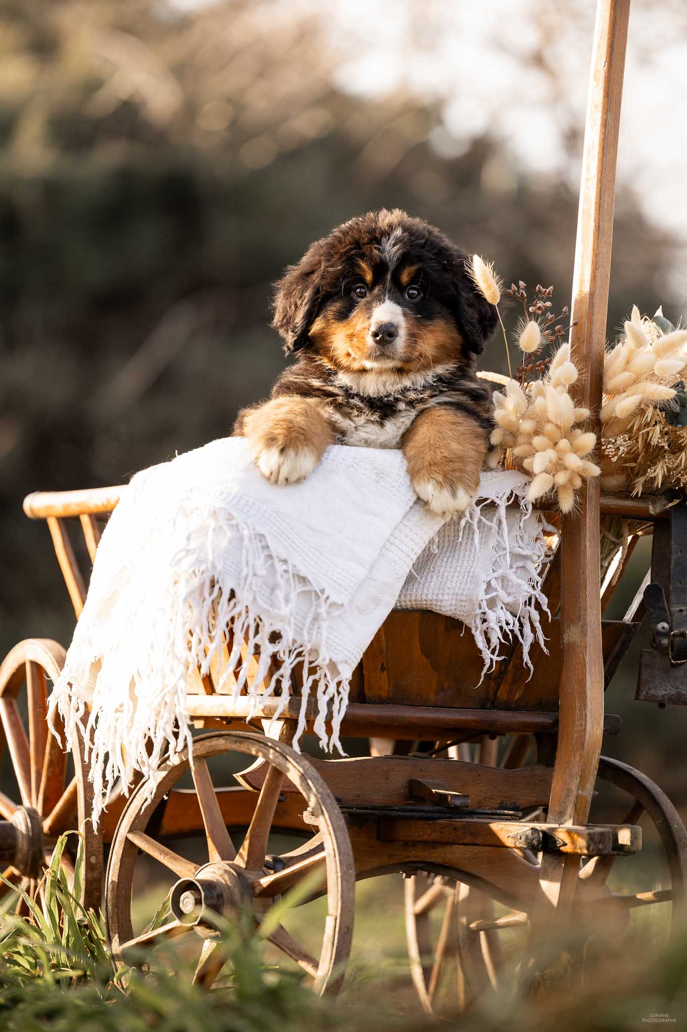 Photo chiot bouvier bernois