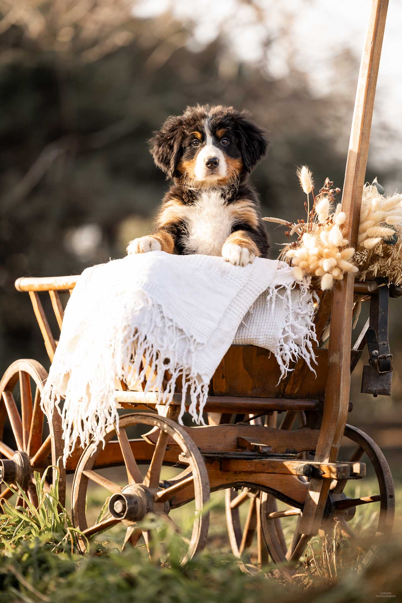 Photo chiot bouvier bernois