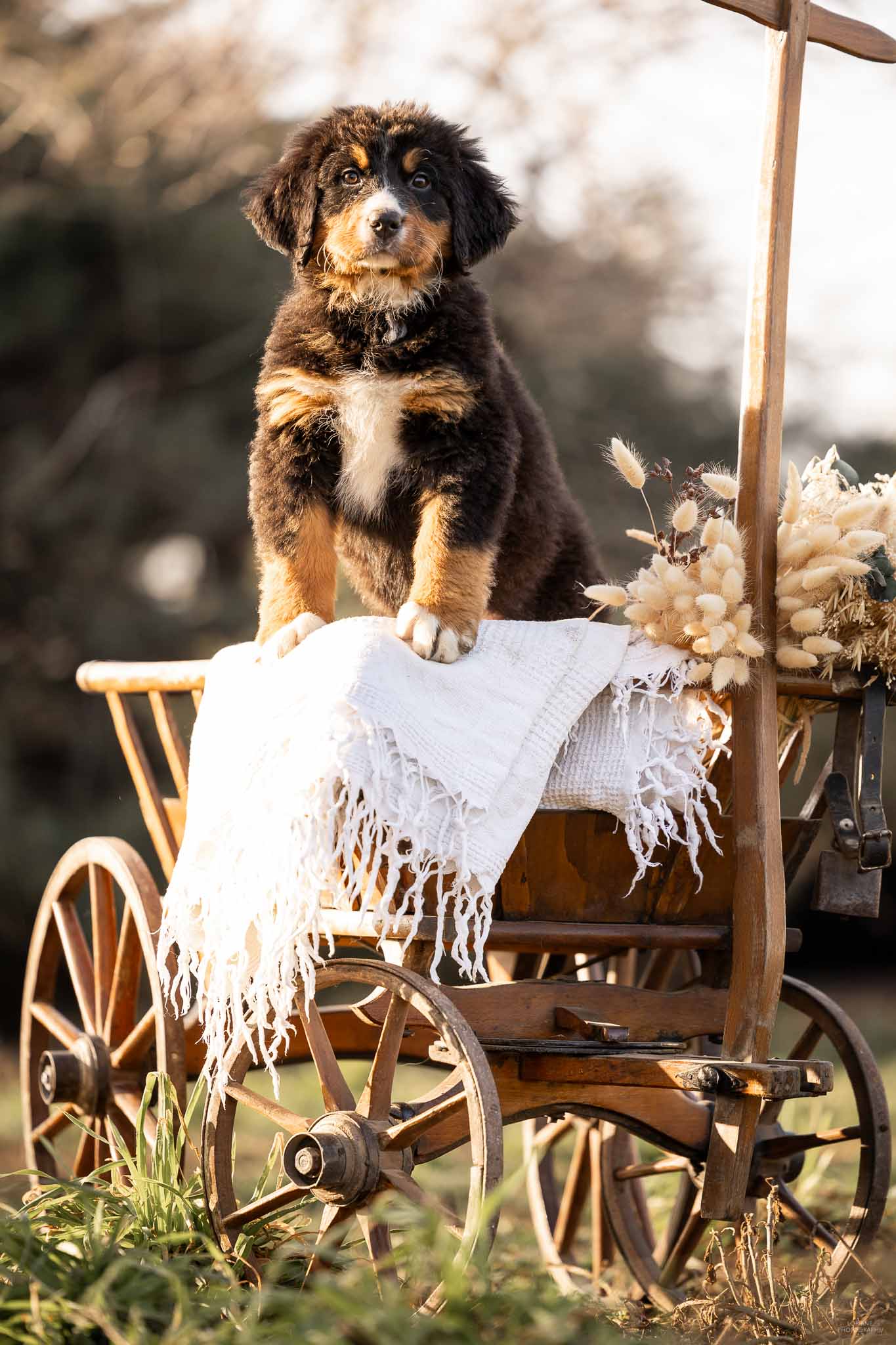 Photo chiot bouvier bernois
