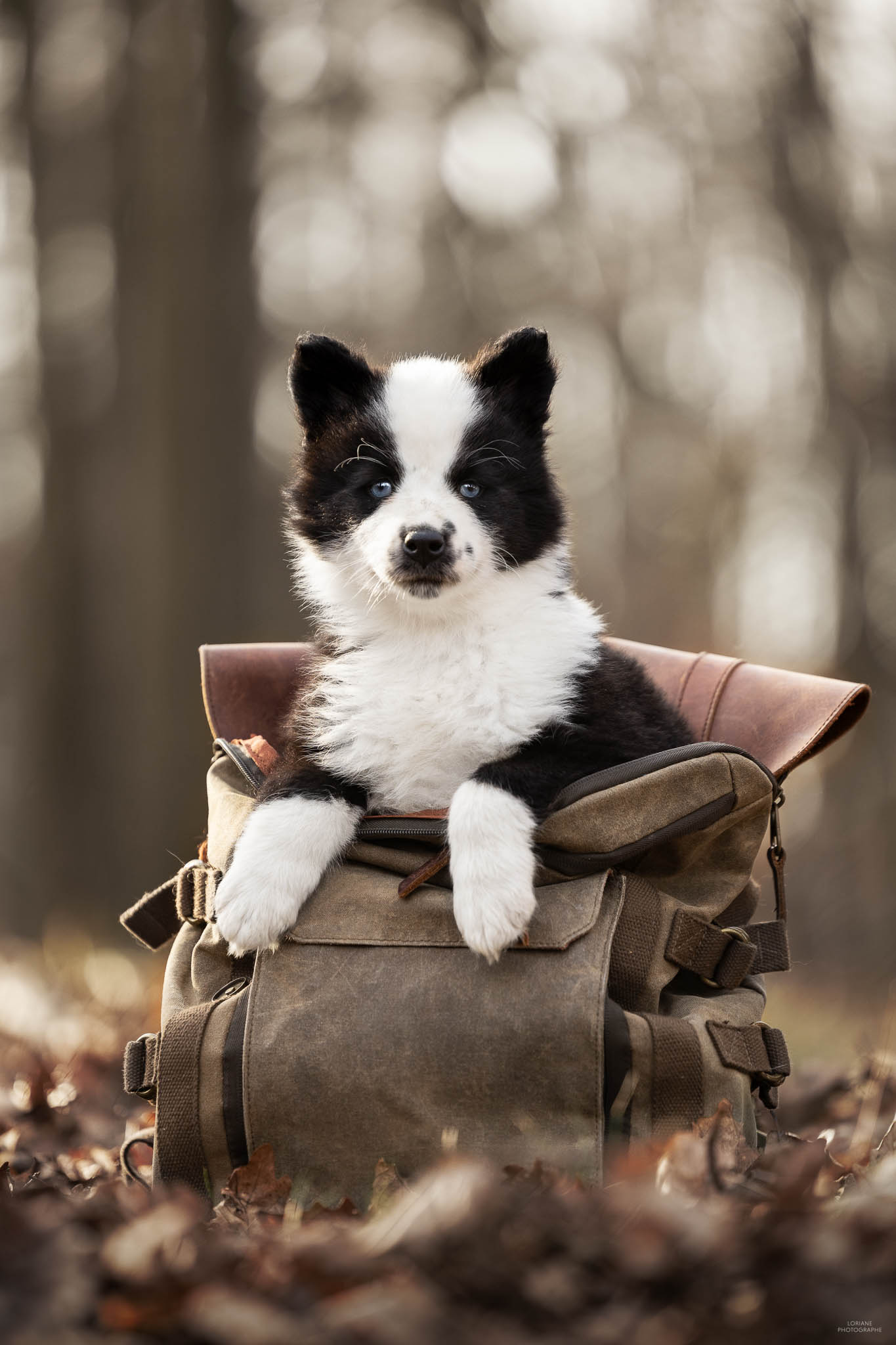 Photo chiot laika de iakoutie