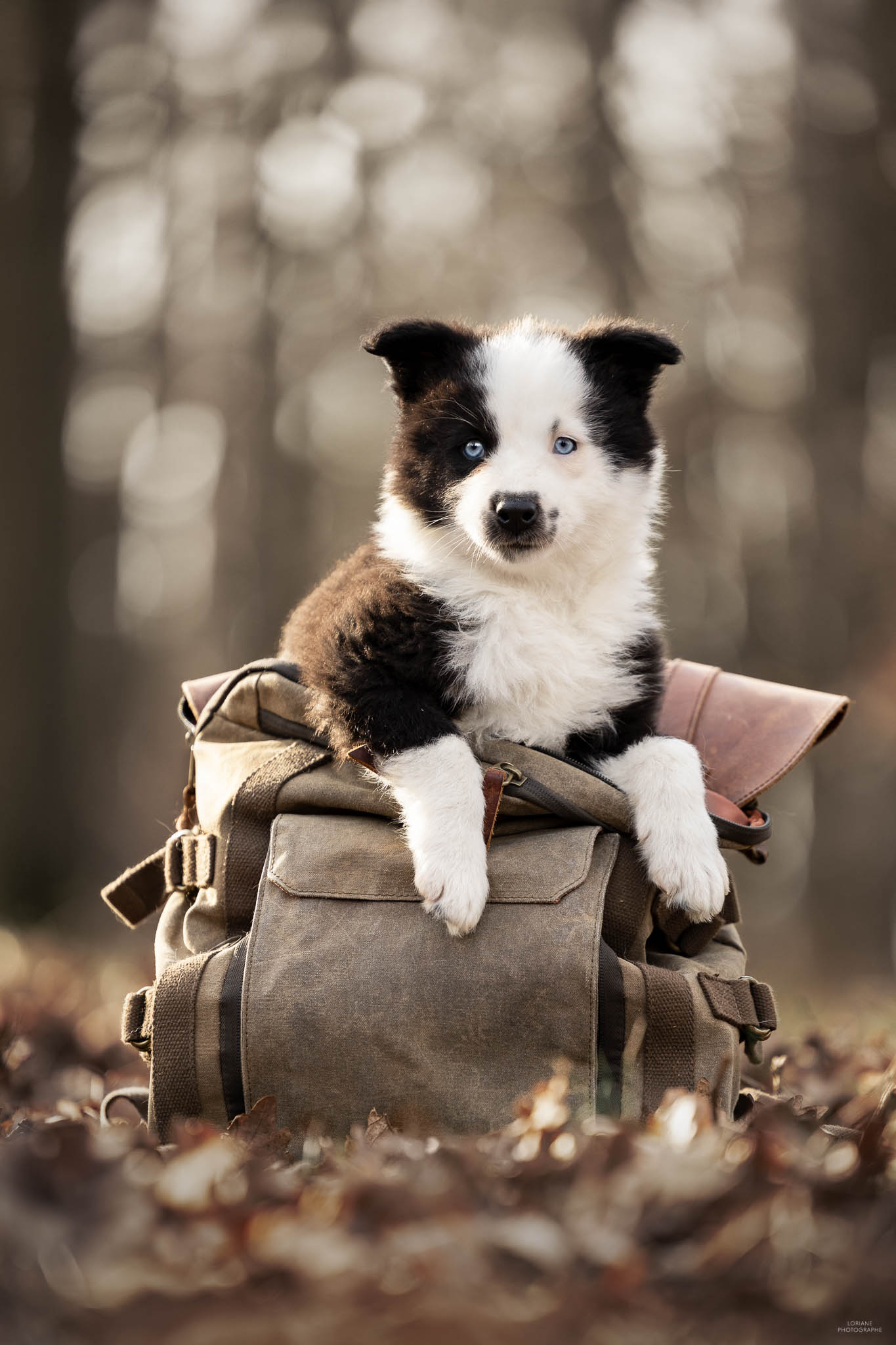 Photo chiot laika de iakoutie