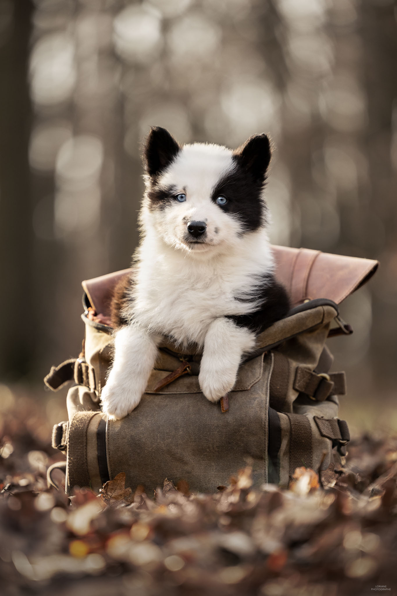 Photo chiot laika de iakoutie