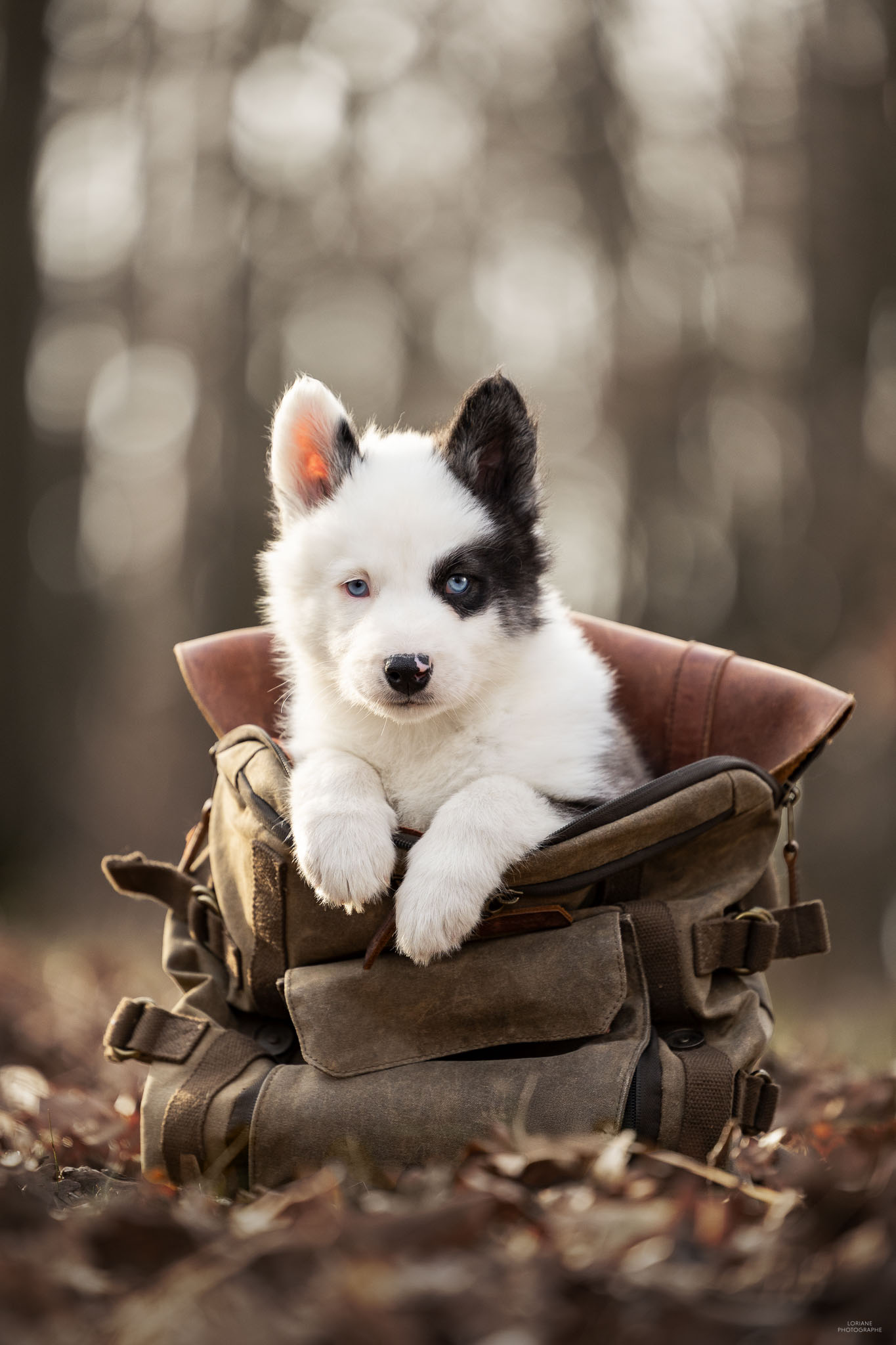 Photo chiot laika de iakoutie
