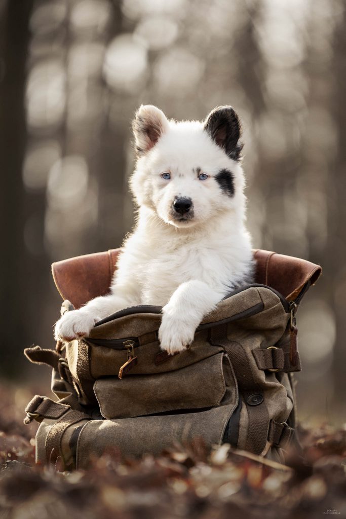 Photo chiot laika de iakoutie
