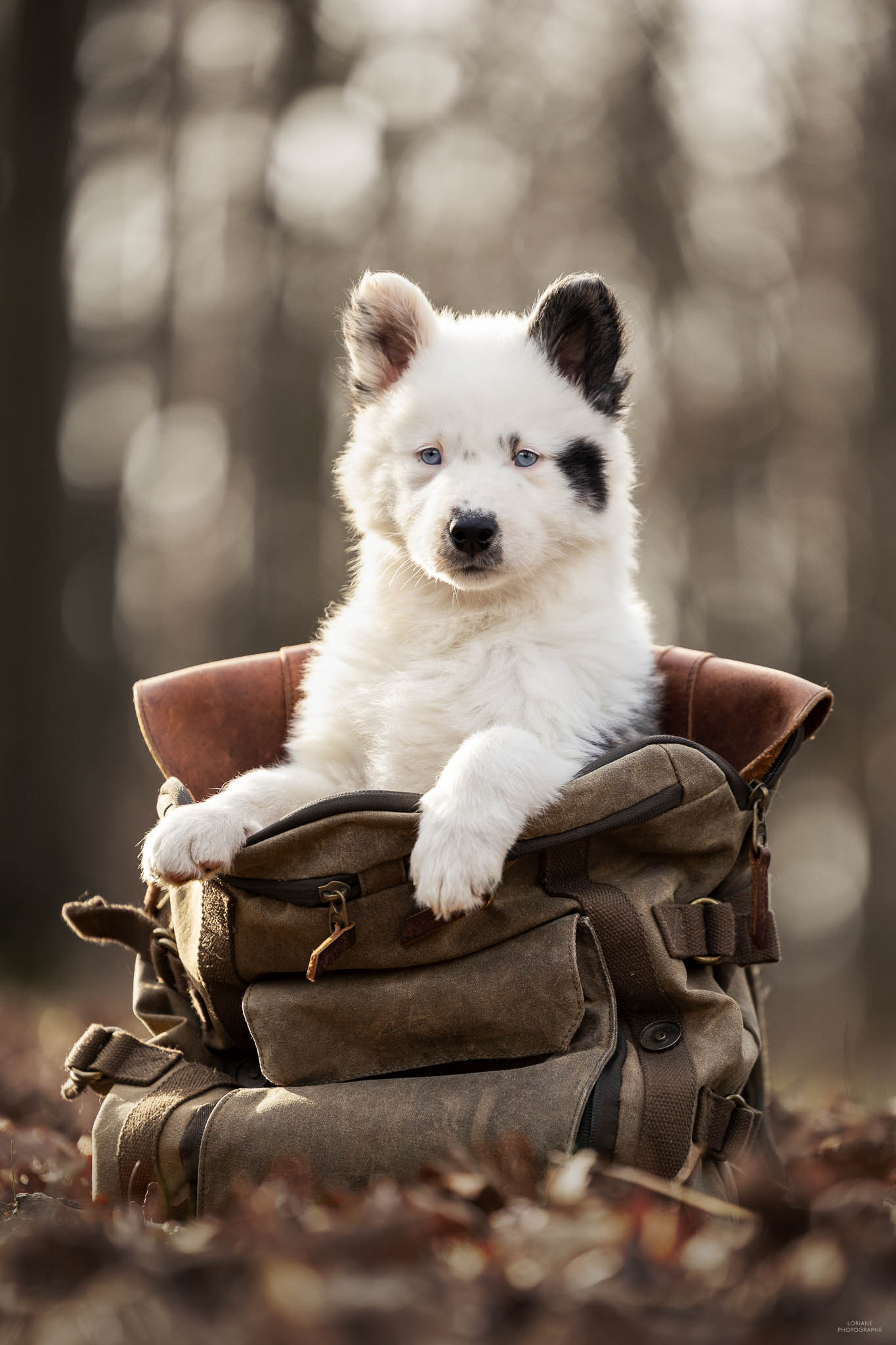 Photo chiot laika de iakoutie