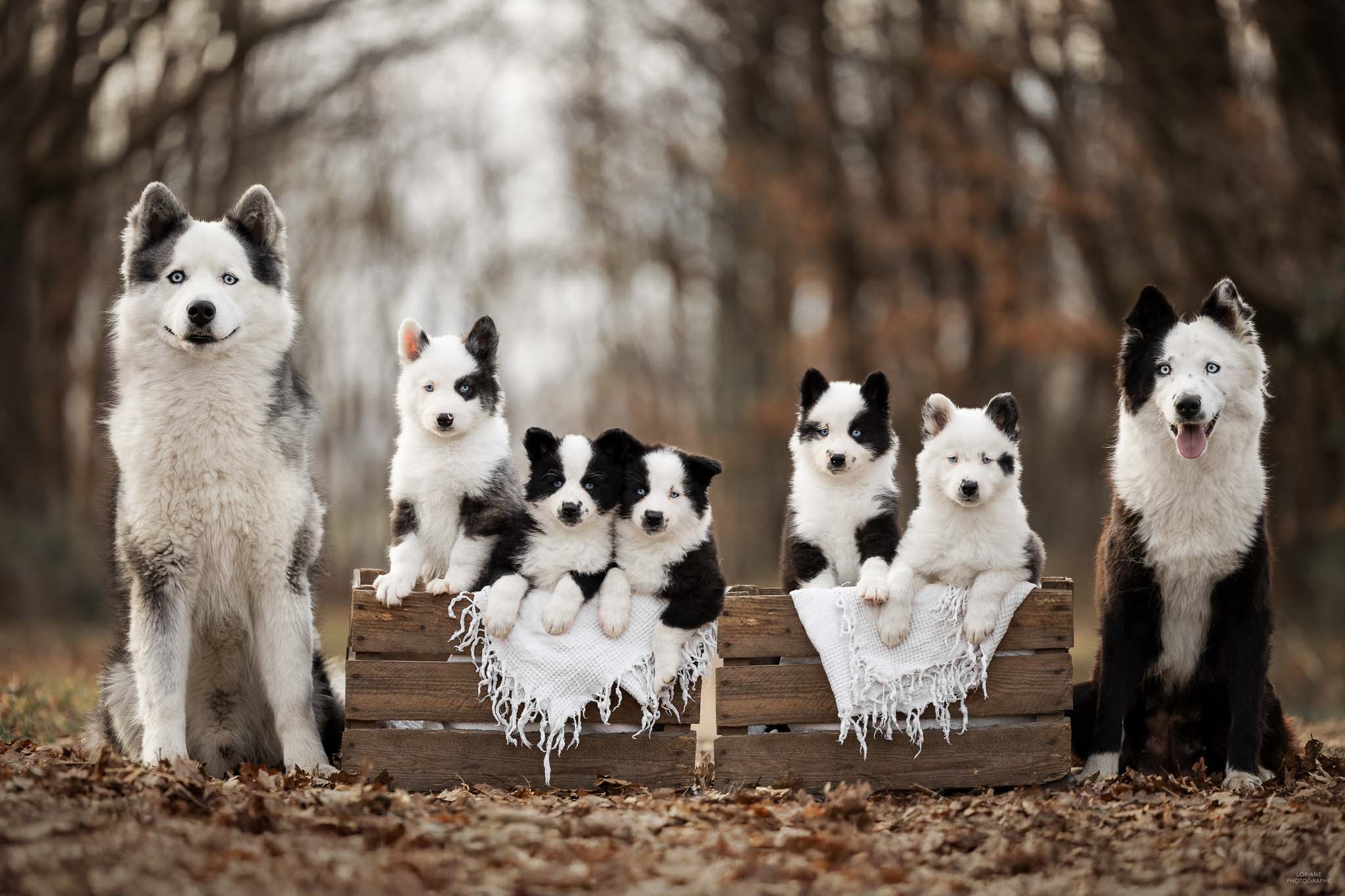 photo chiots et parents