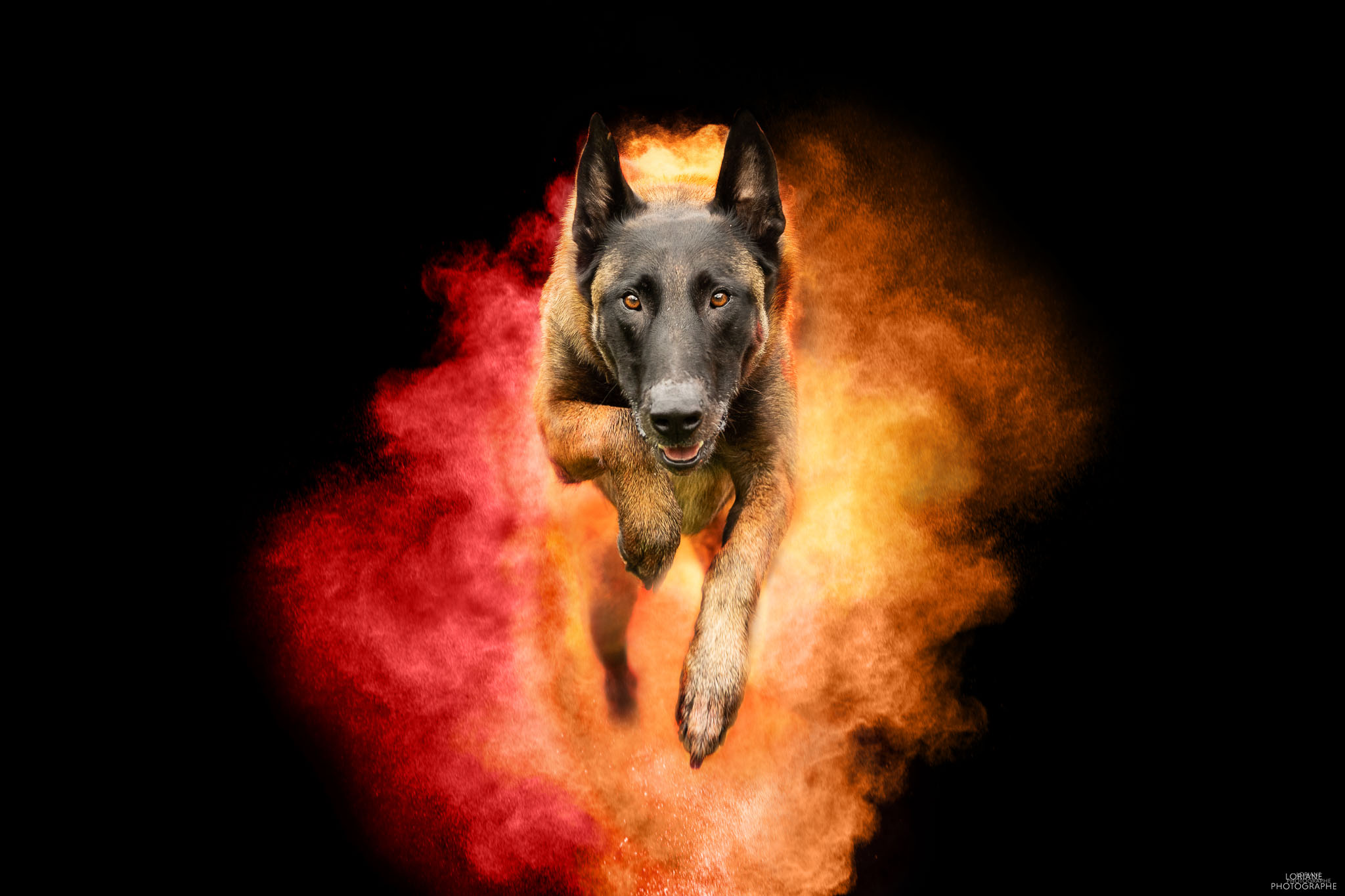 Photo chien poudre colorée