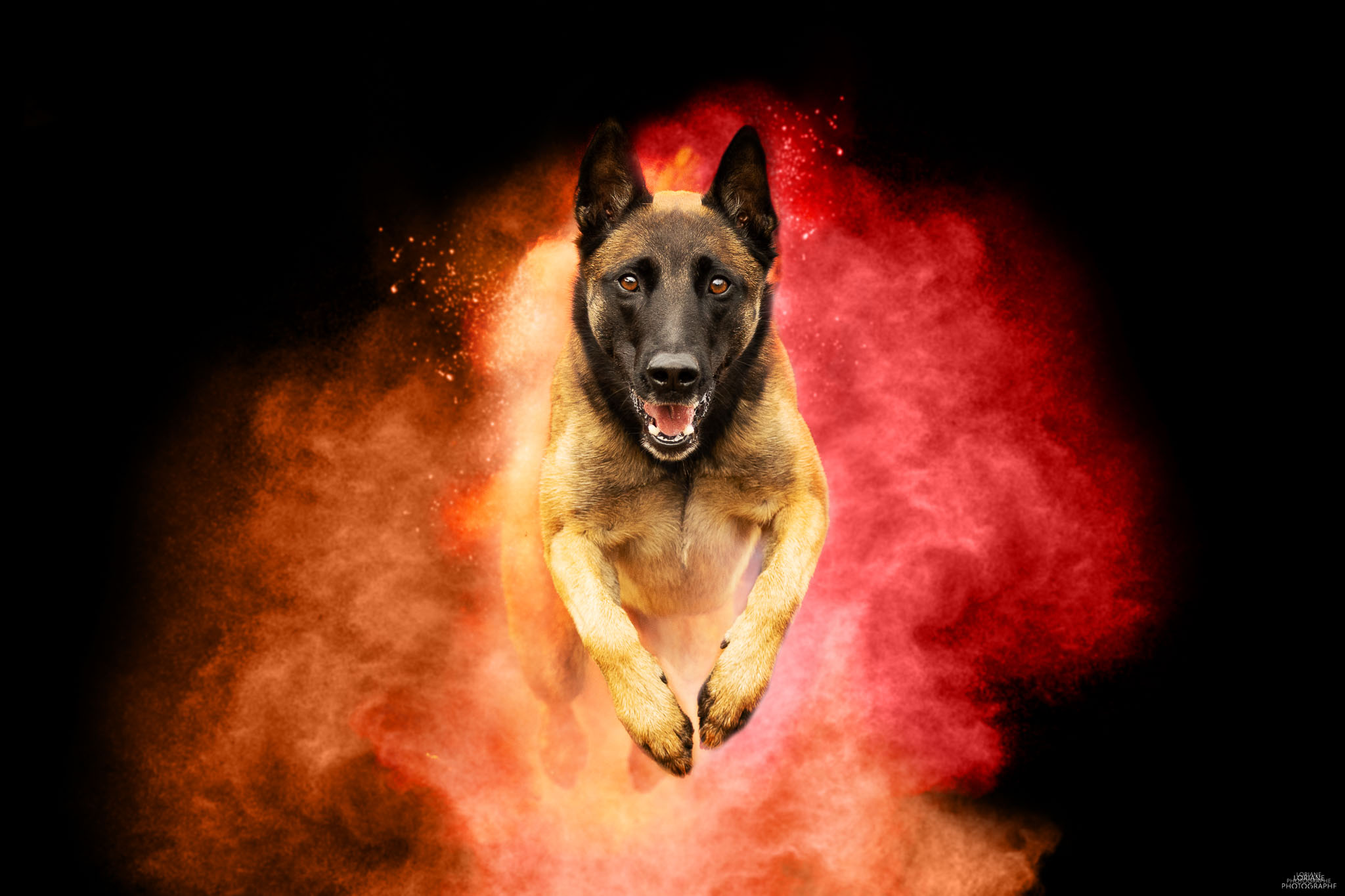 Photo chien poudre colorée