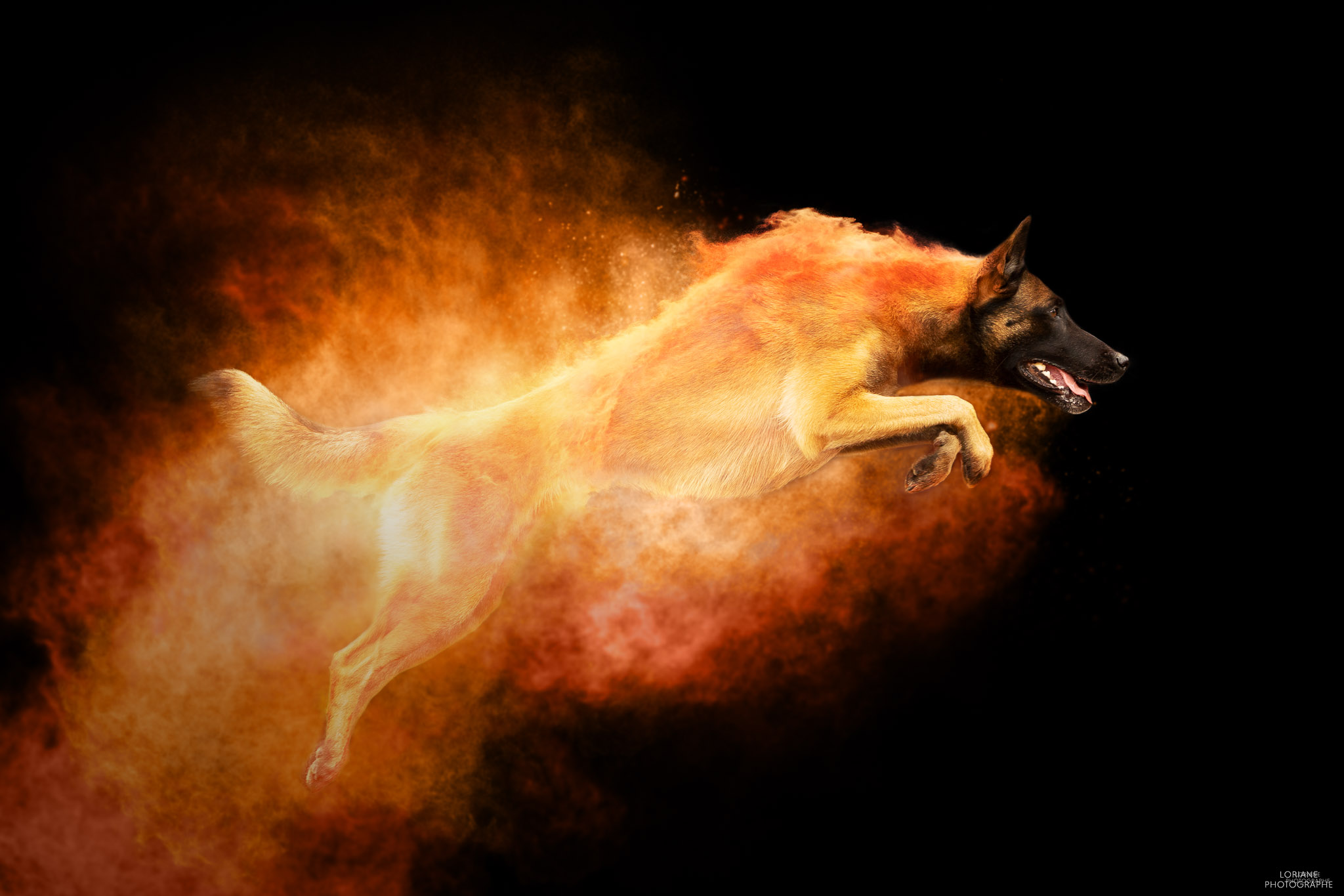 Photo chien poudre colorée