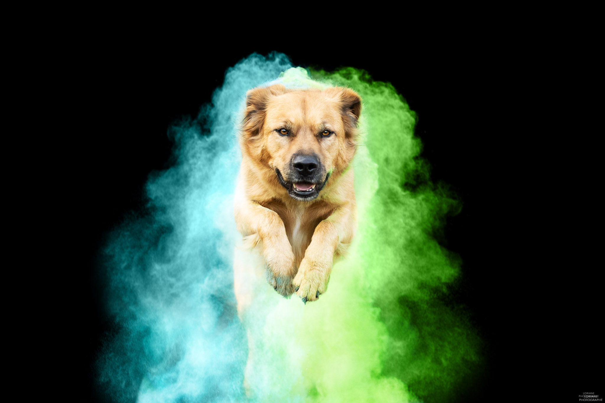 Photo chien poudre colorée