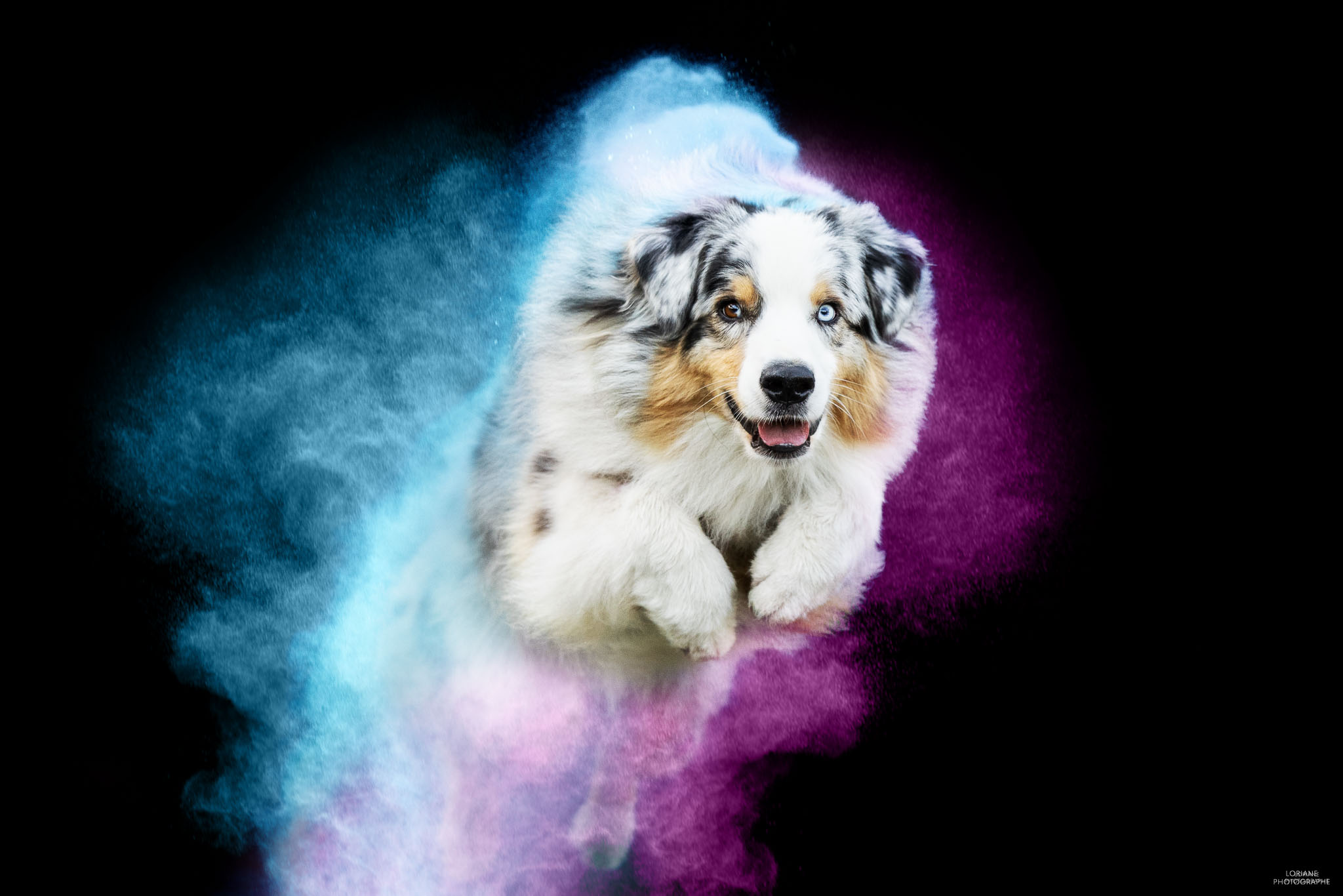 Photo chien poudre colorée
