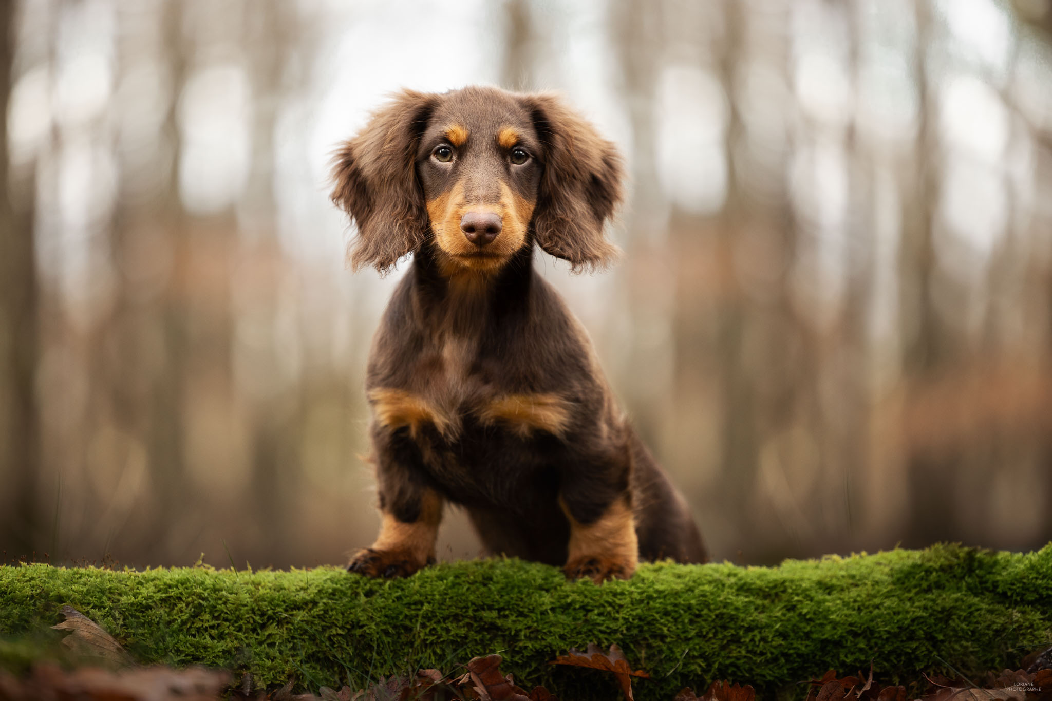 photographe chiot lyon