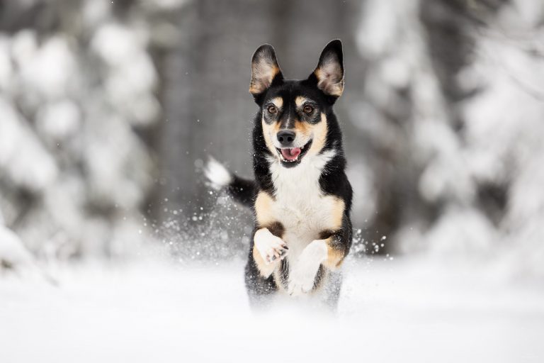 photographe chien lyon