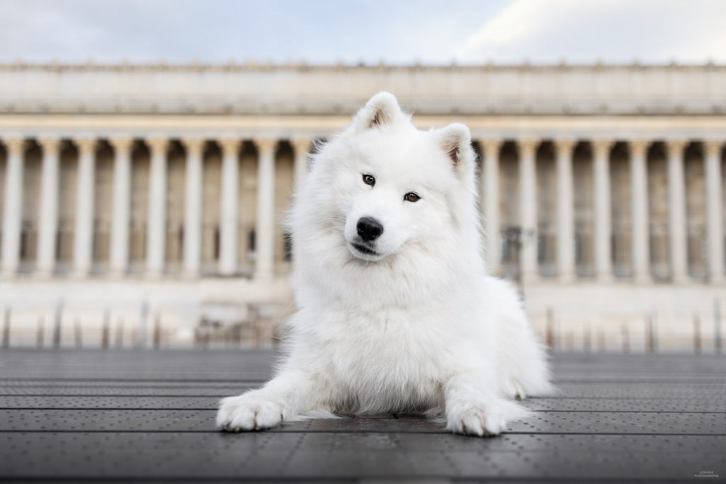 photographe chien lyon