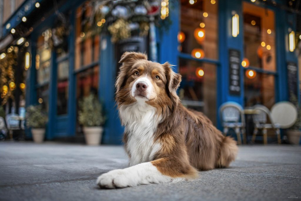photographe chien lyon
