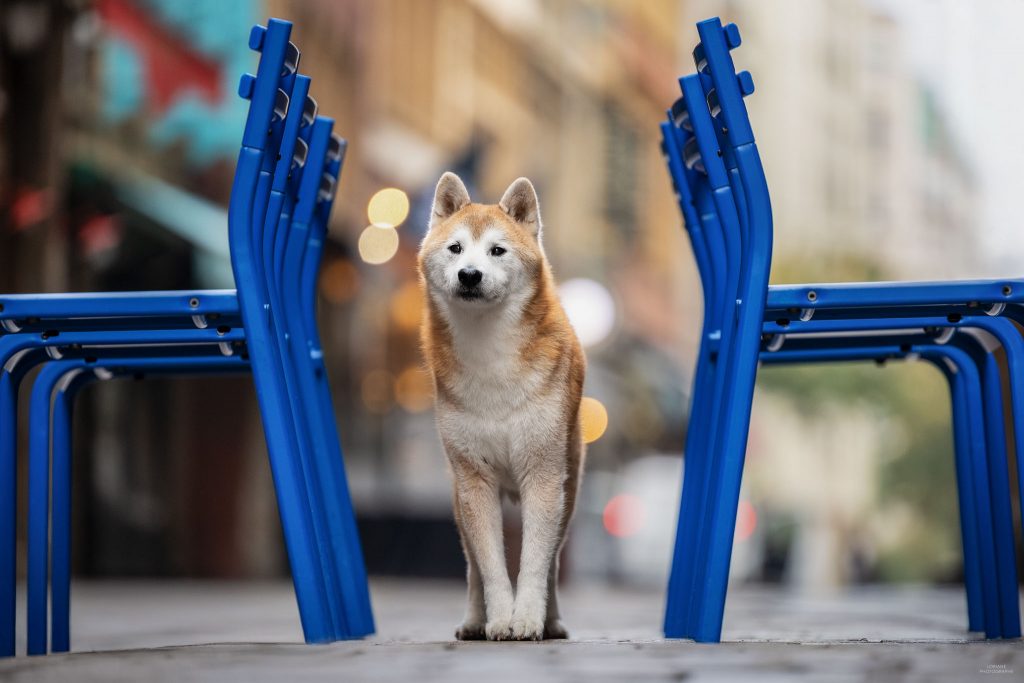 photographe chien lyon