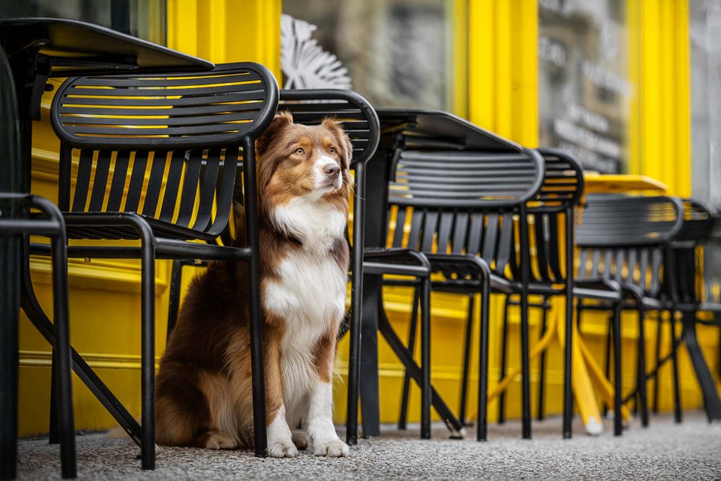 photographe chien lyon