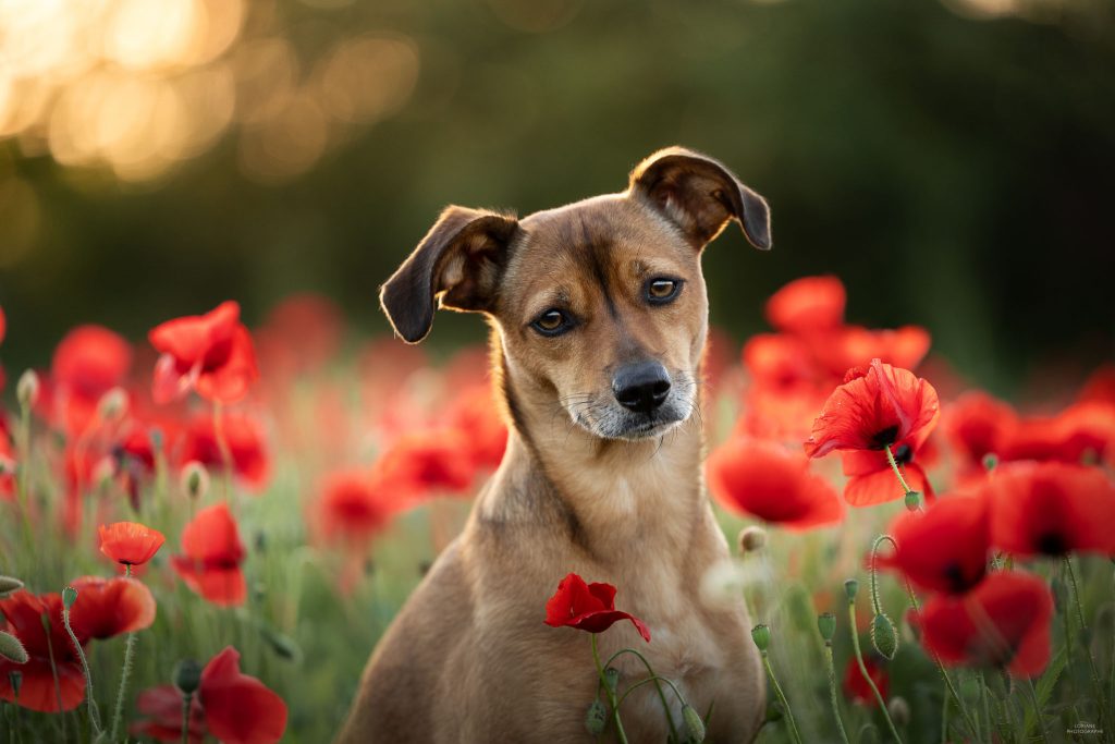 photographe chien lyon