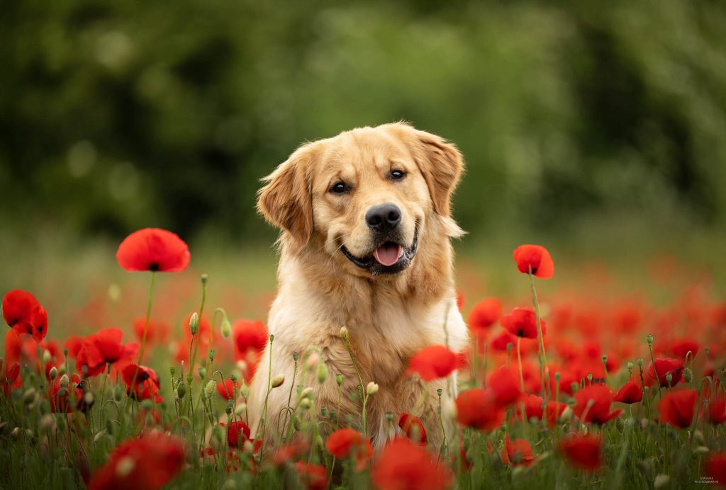 photographe chien lyon