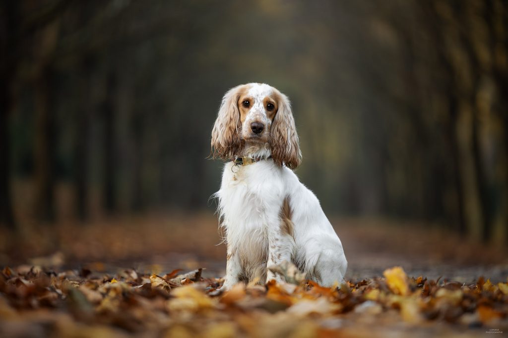 photographe chien lyon
