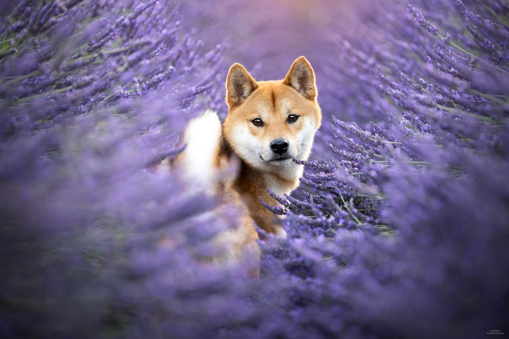 photographe chien lyon