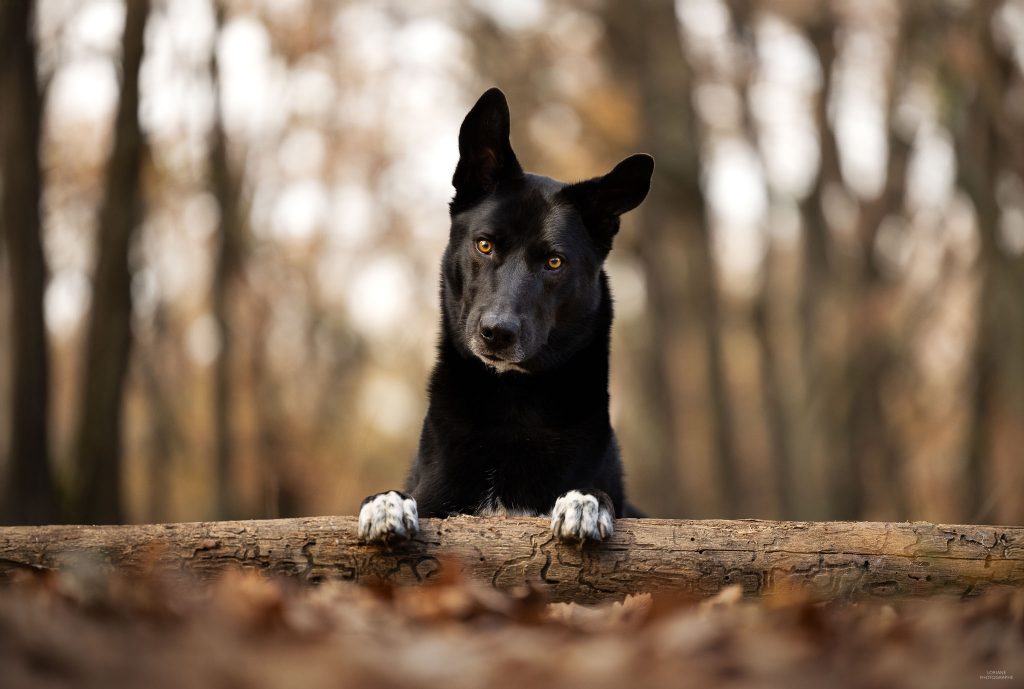 photographe chien lyon