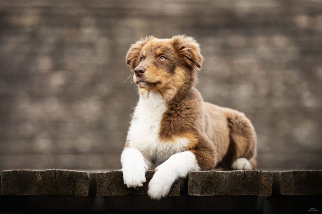 photographe chien lyon
