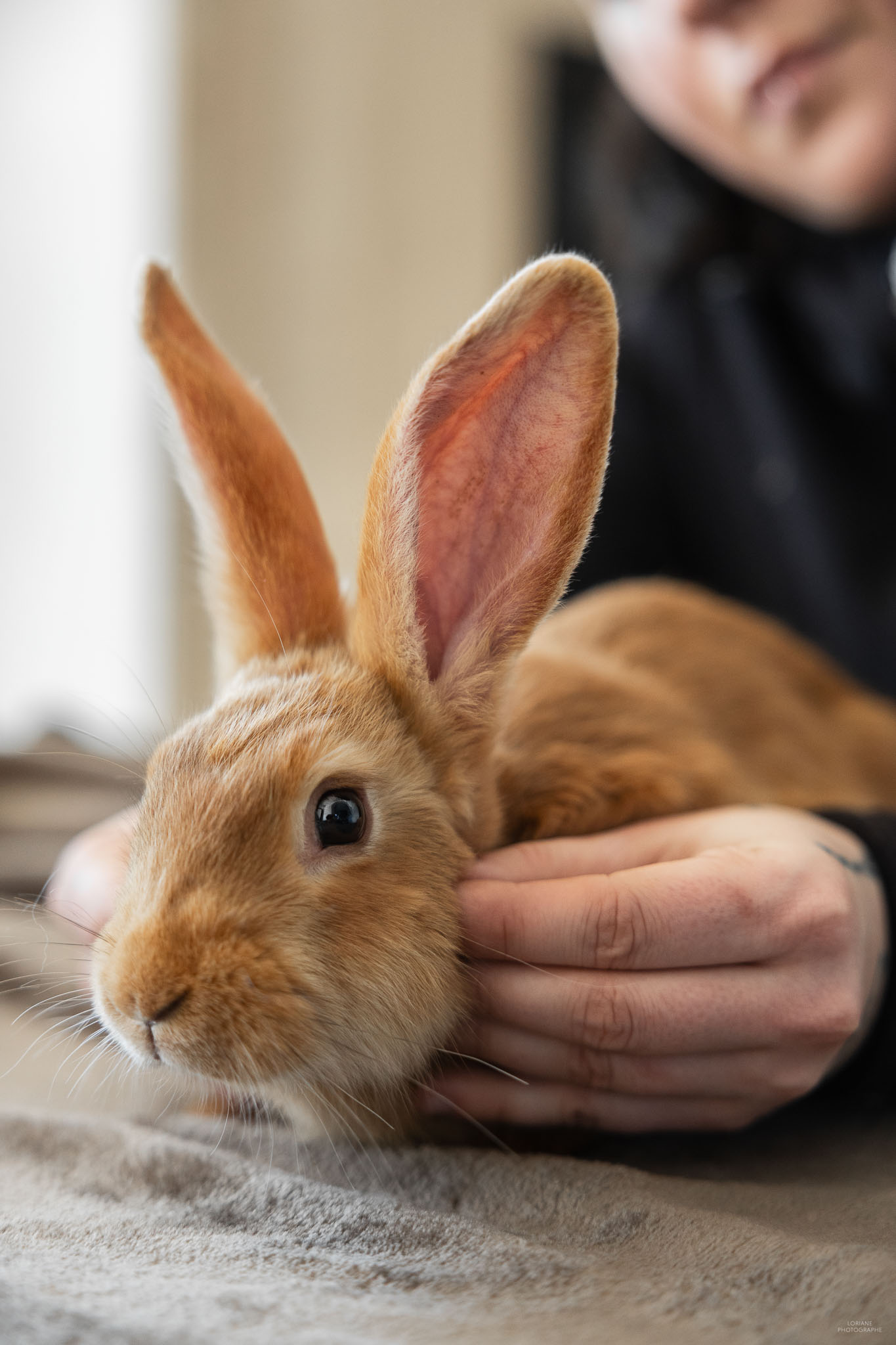 photo ostéopathe animalier lyon