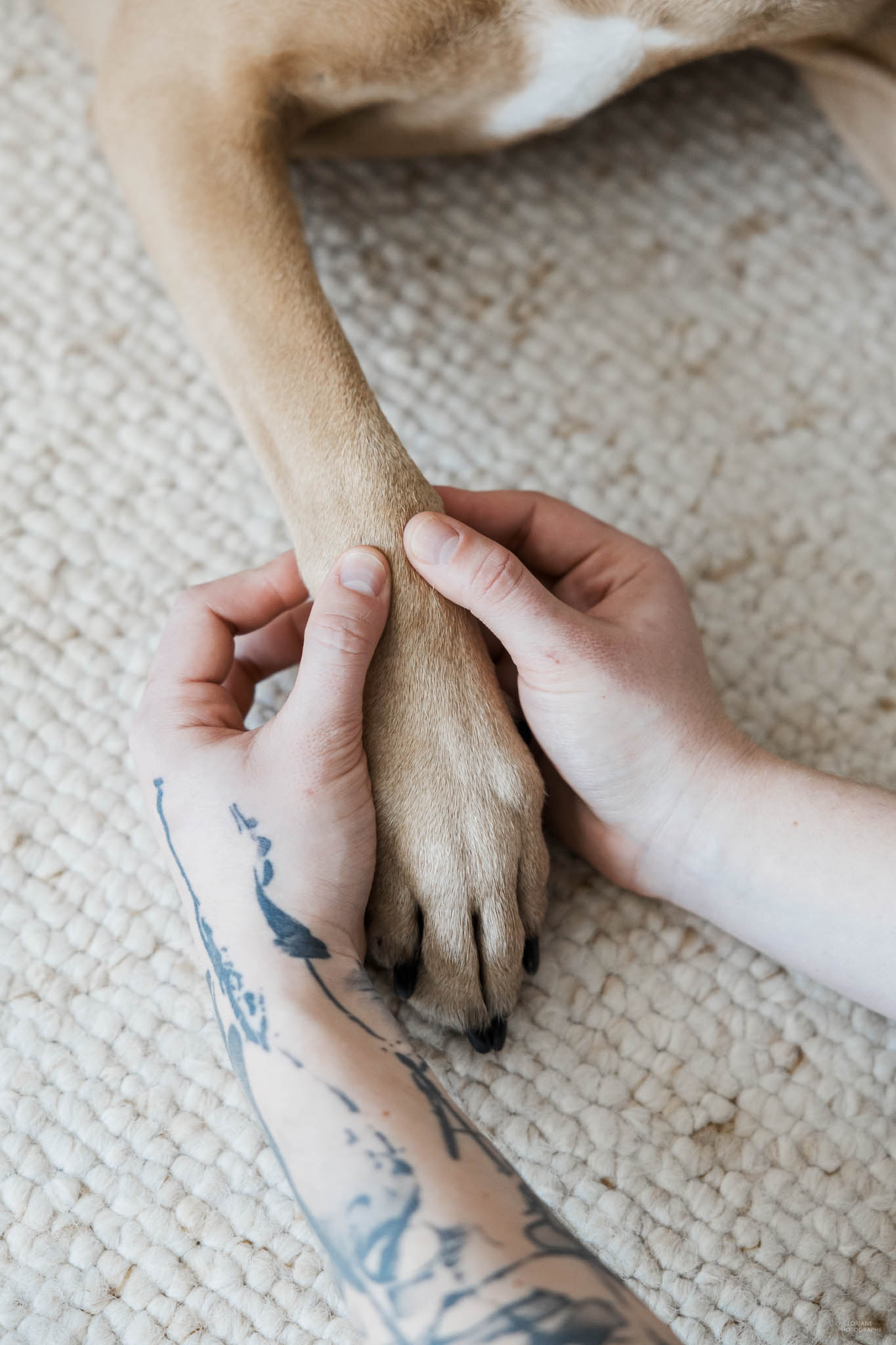 photo ostéopathe animalier lyon