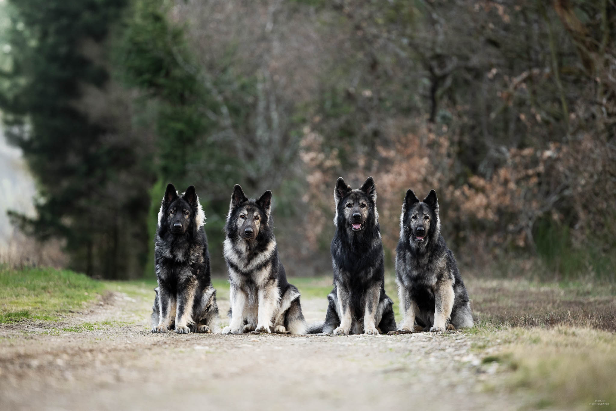 séance photo élevage chien lyon