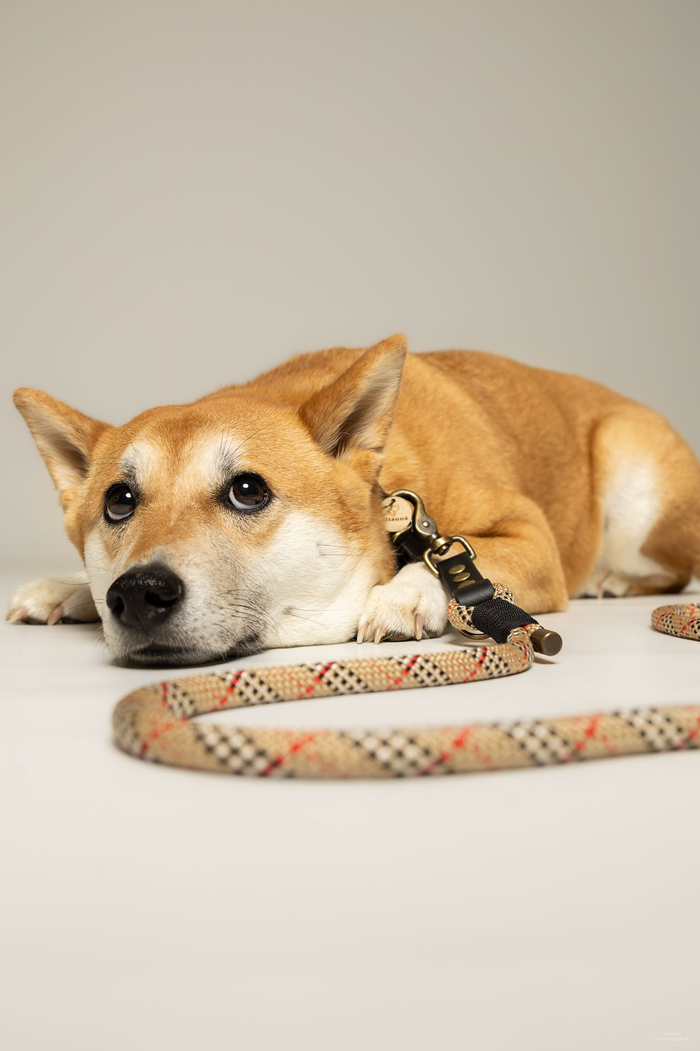 photo marque accessoires canins