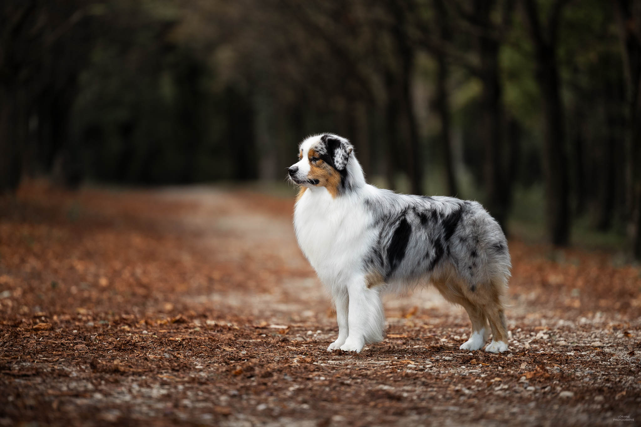 séance photo élevage chien lyon