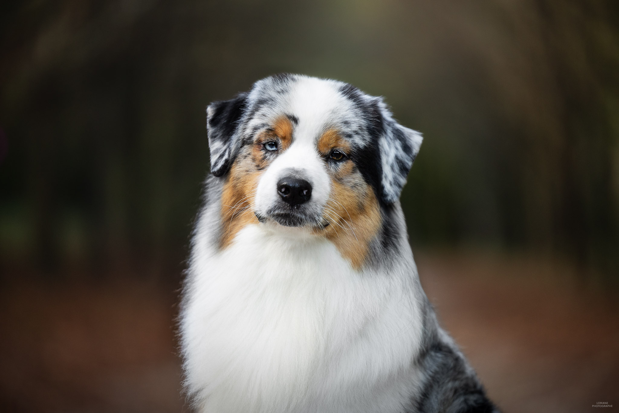 séance photo élevage chien lyon